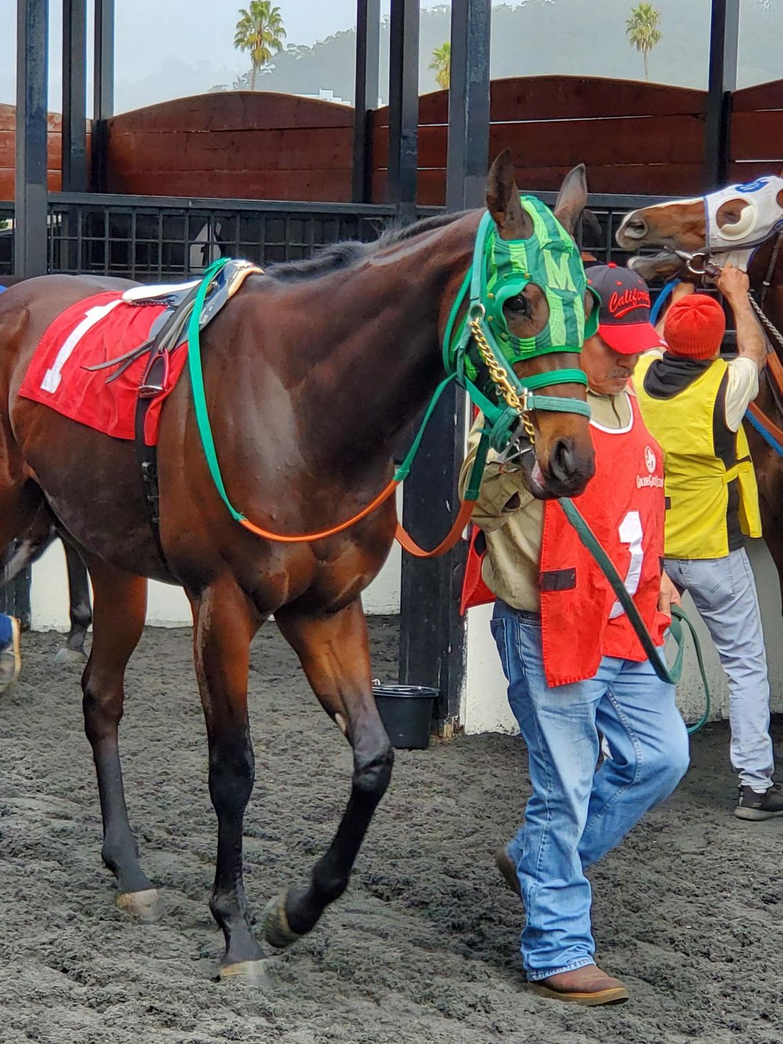 A man in a red vest is leading a brown horse
