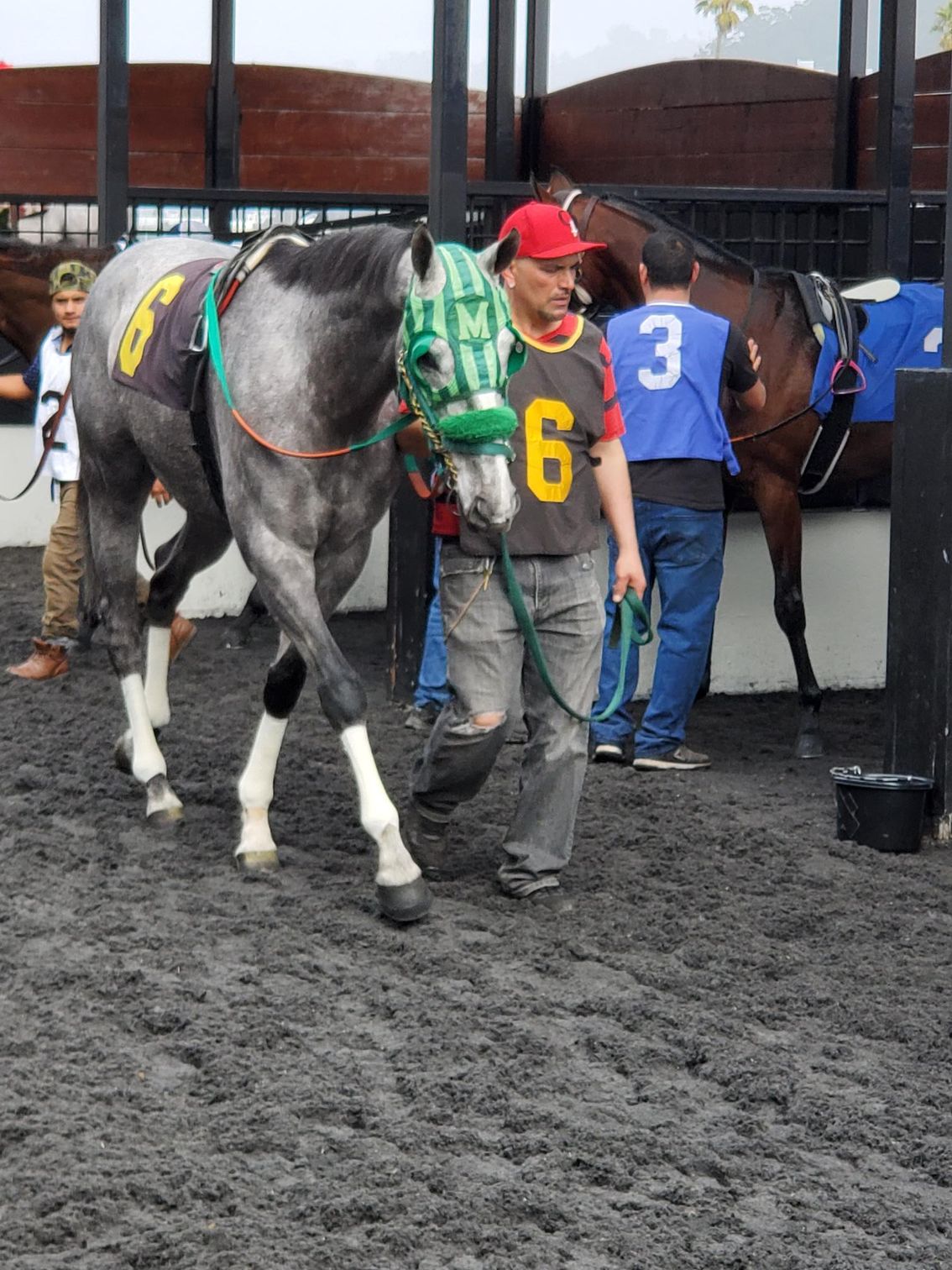 A man wearing a number 6 jersey leads a horse
