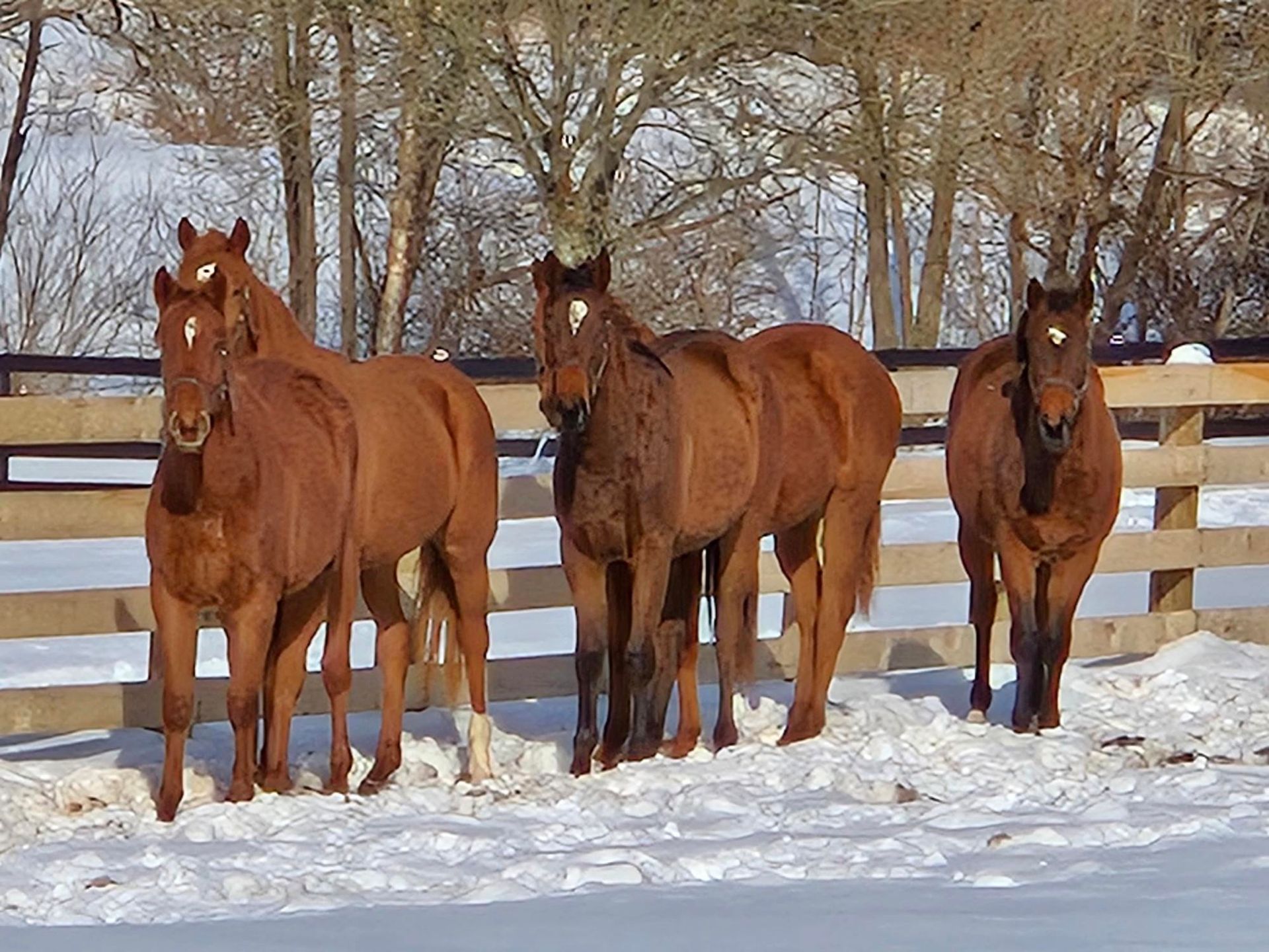 Four brown horses standing next to each other in the snow