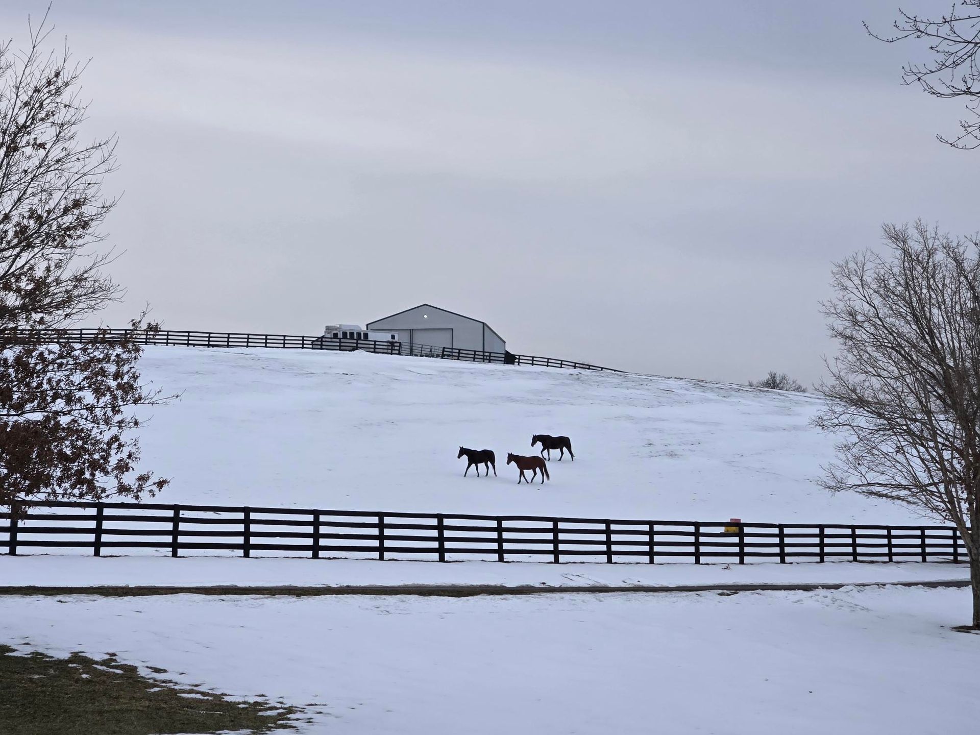 Three horses are standing in a snowy field behind a fence.