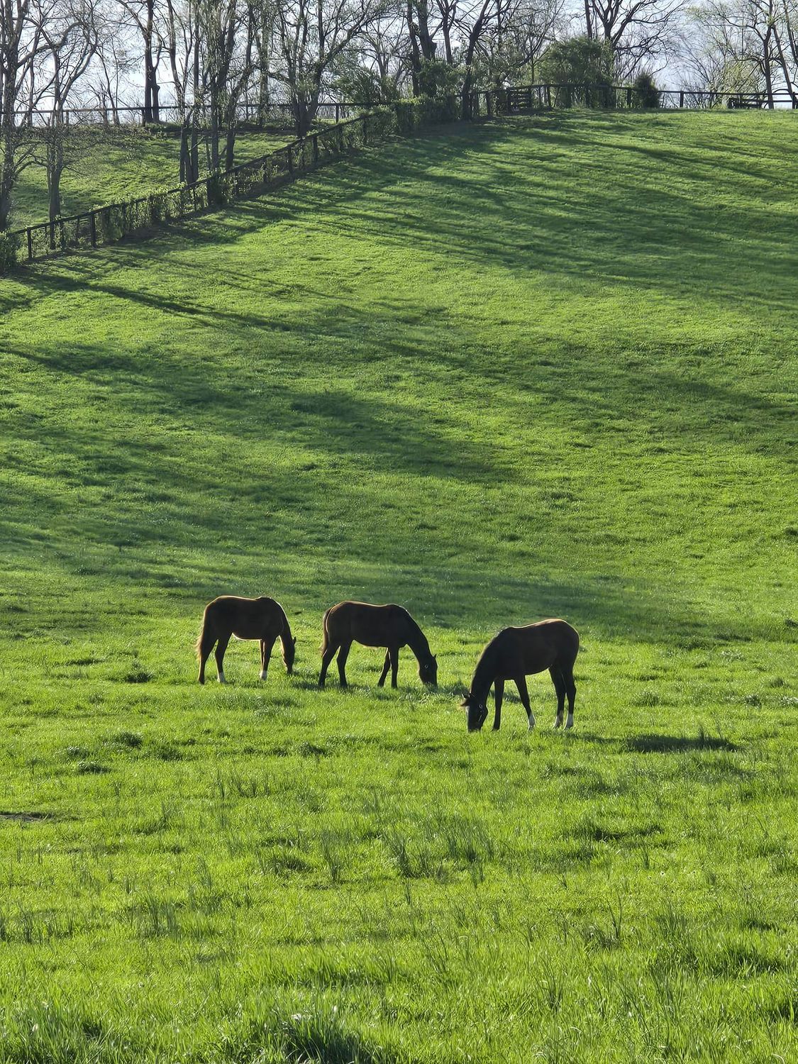 Three horses are grazing in a lush green field.