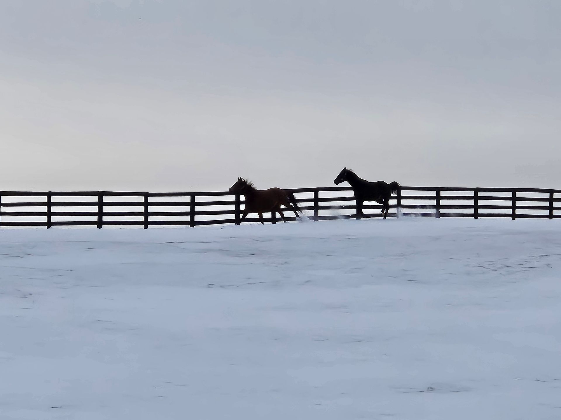 Two horses are running in the snow near a fence