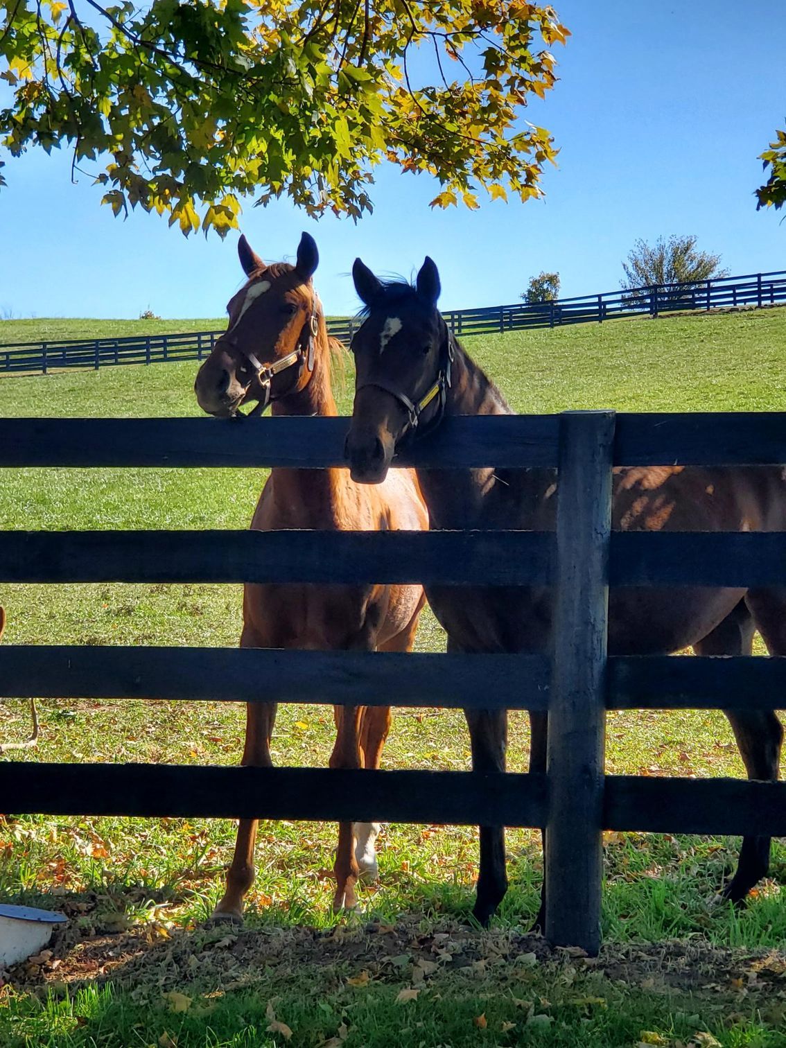 Two horses behind a black fence in a field