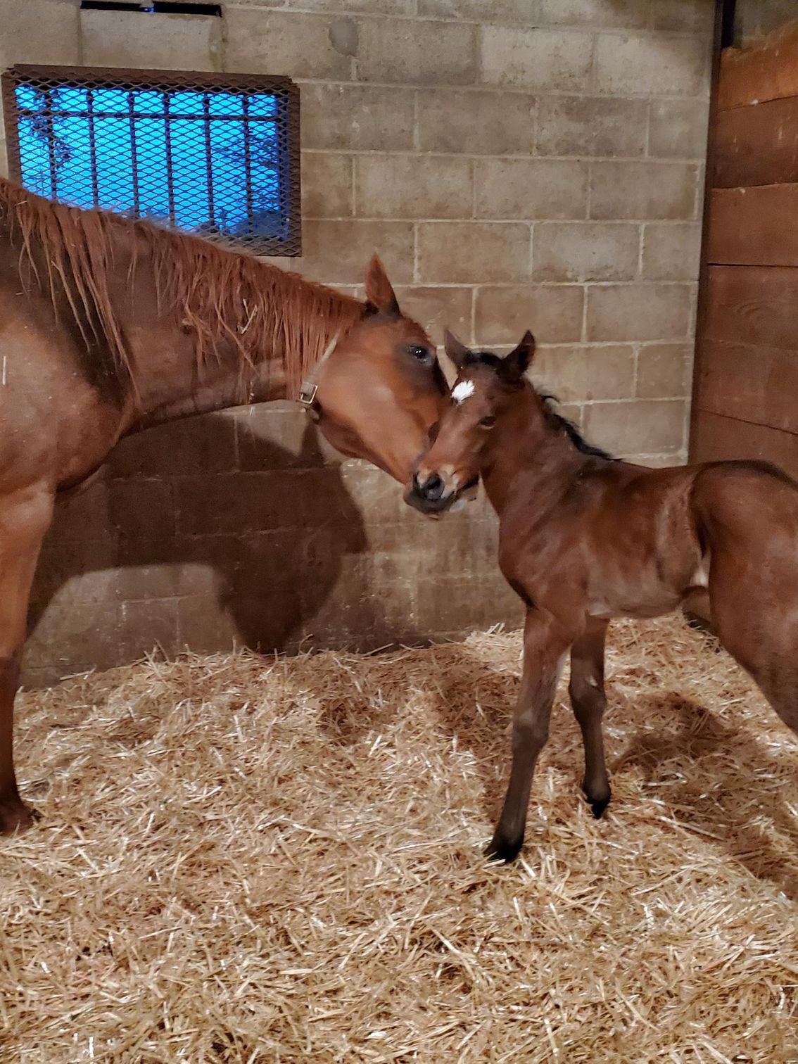 A horse and a foal are standing next to each other in a stable.