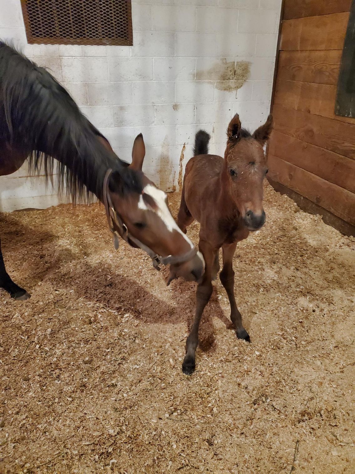 A horse and a foal are standing next to each other in a stable.
