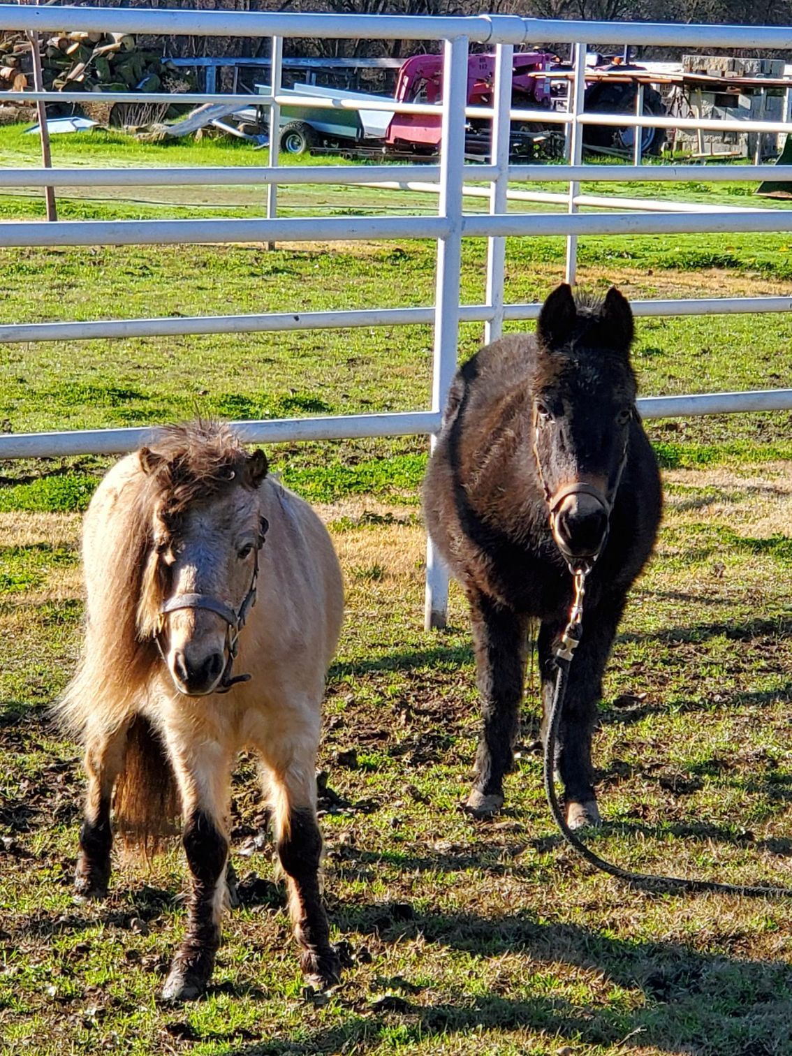 Two horses are standing next to each other in a field.