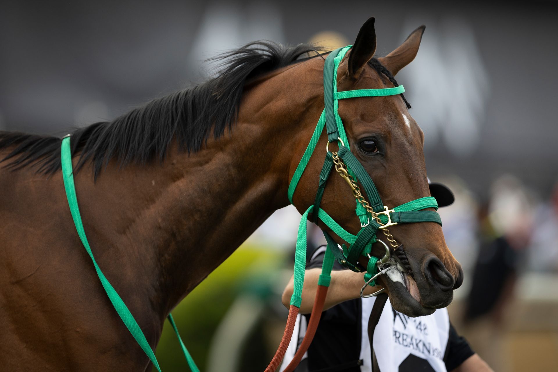 A close up of a horse wearing a green bridle