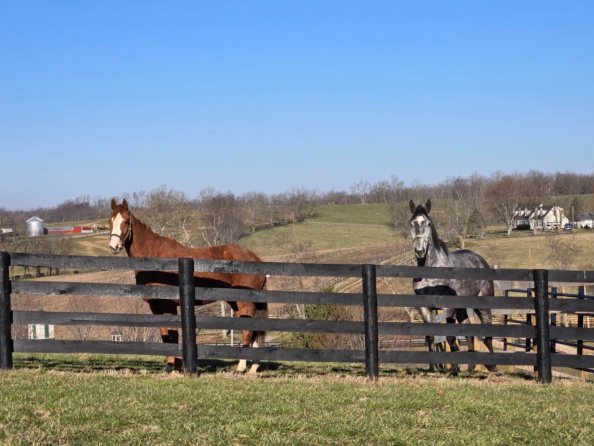 Two horses are standing behind a wooden fence in a field.