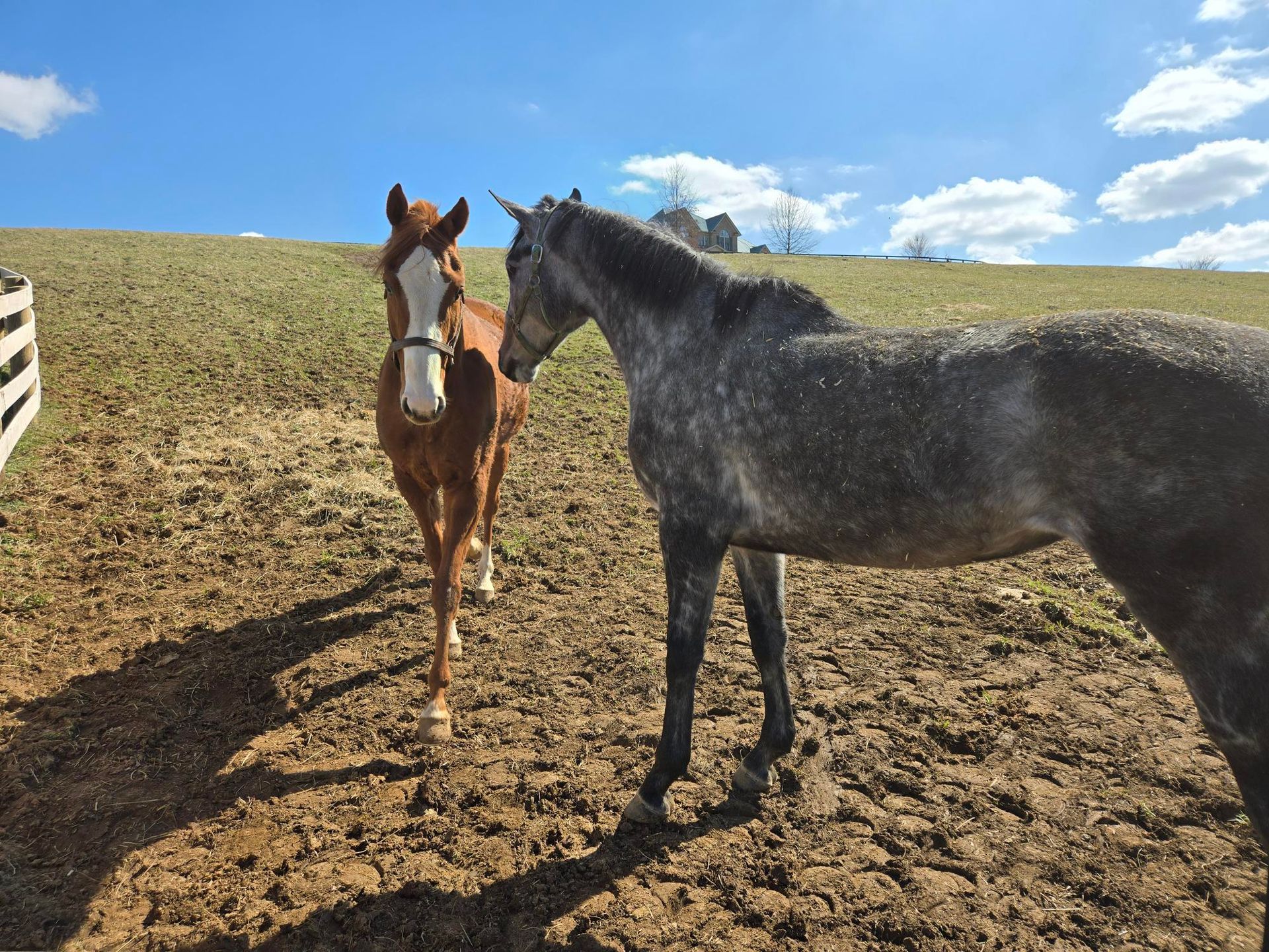 Two horses are standing next to each other in a dirt field.