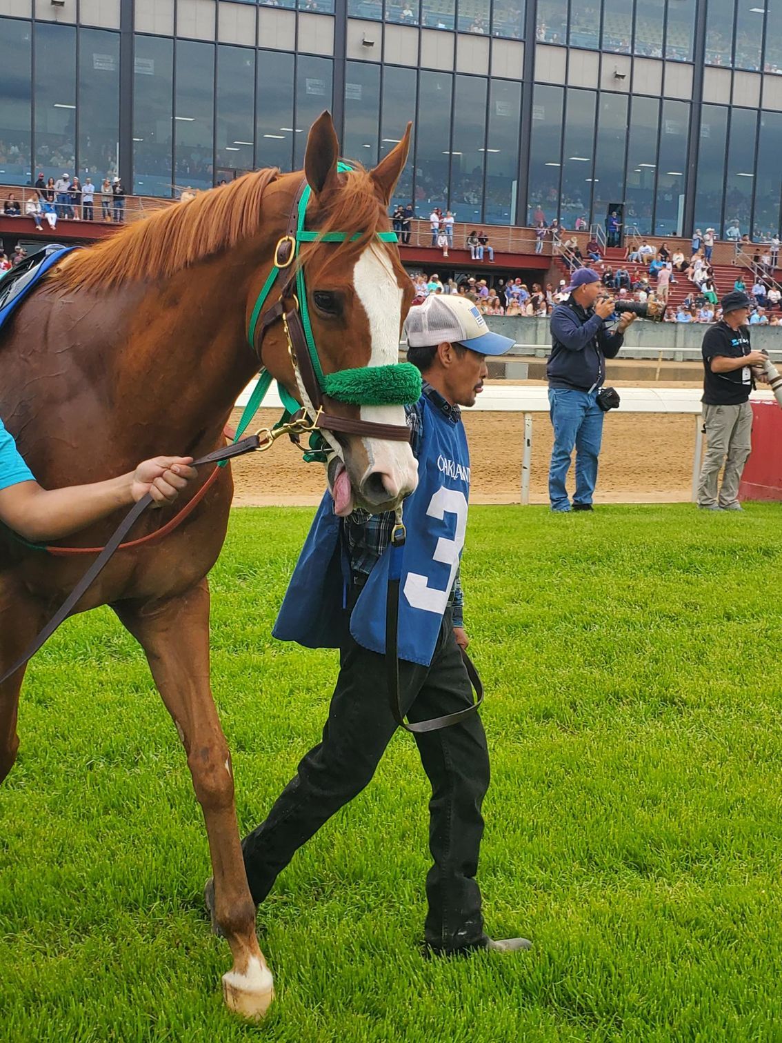 A man in a blue shirt with the number 5 on it leads a brown horse