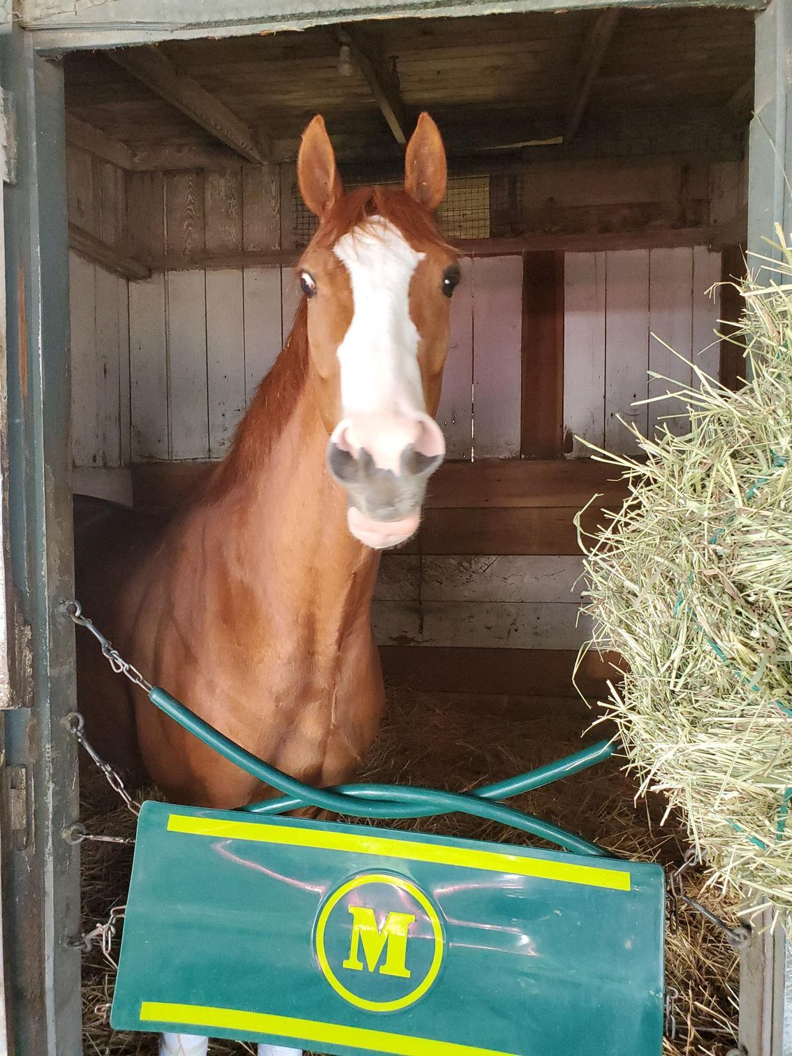 A horse in a stable with a sign that says m on it