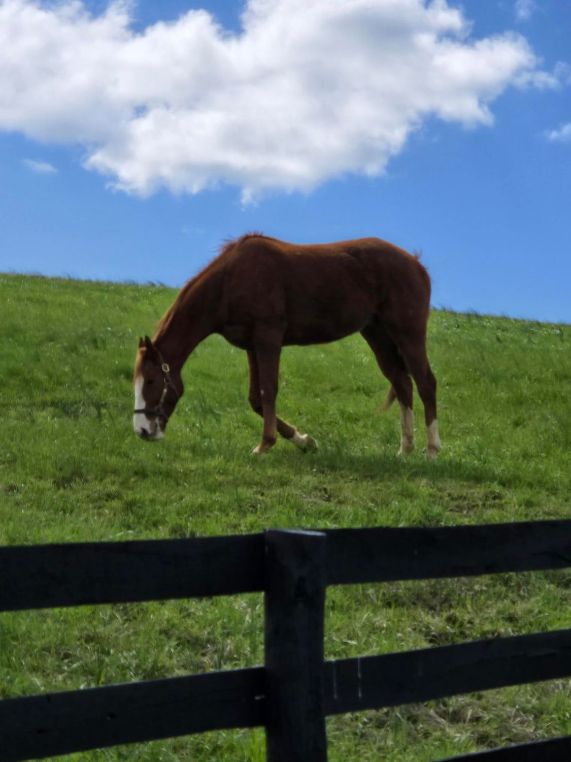 A brown horse is grazing in a grassy field behind a black fence