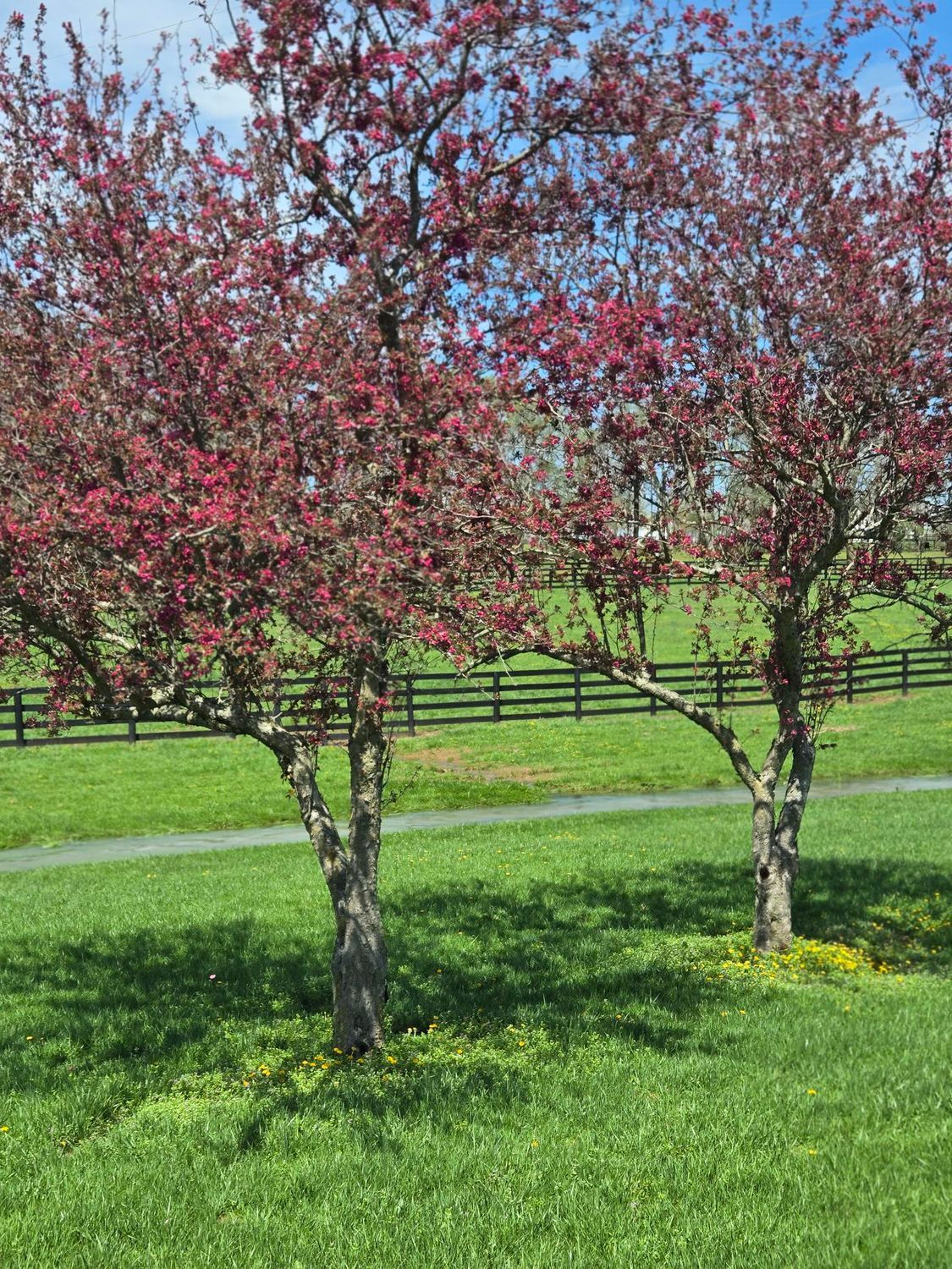 Two trees with red flowers are in a grassy field.