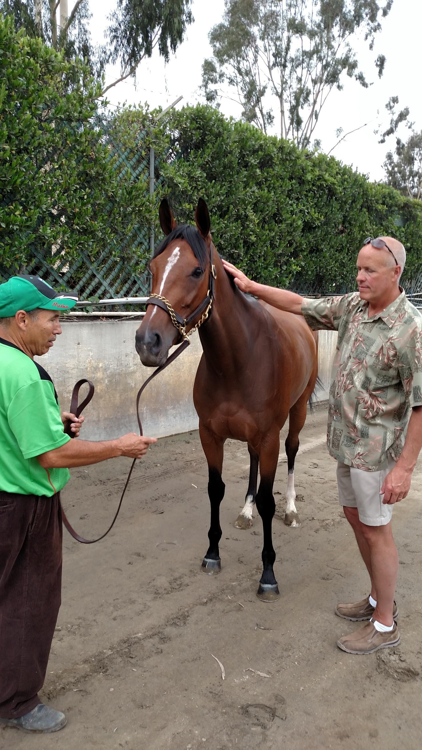 Two men petting a brown horse on a leash