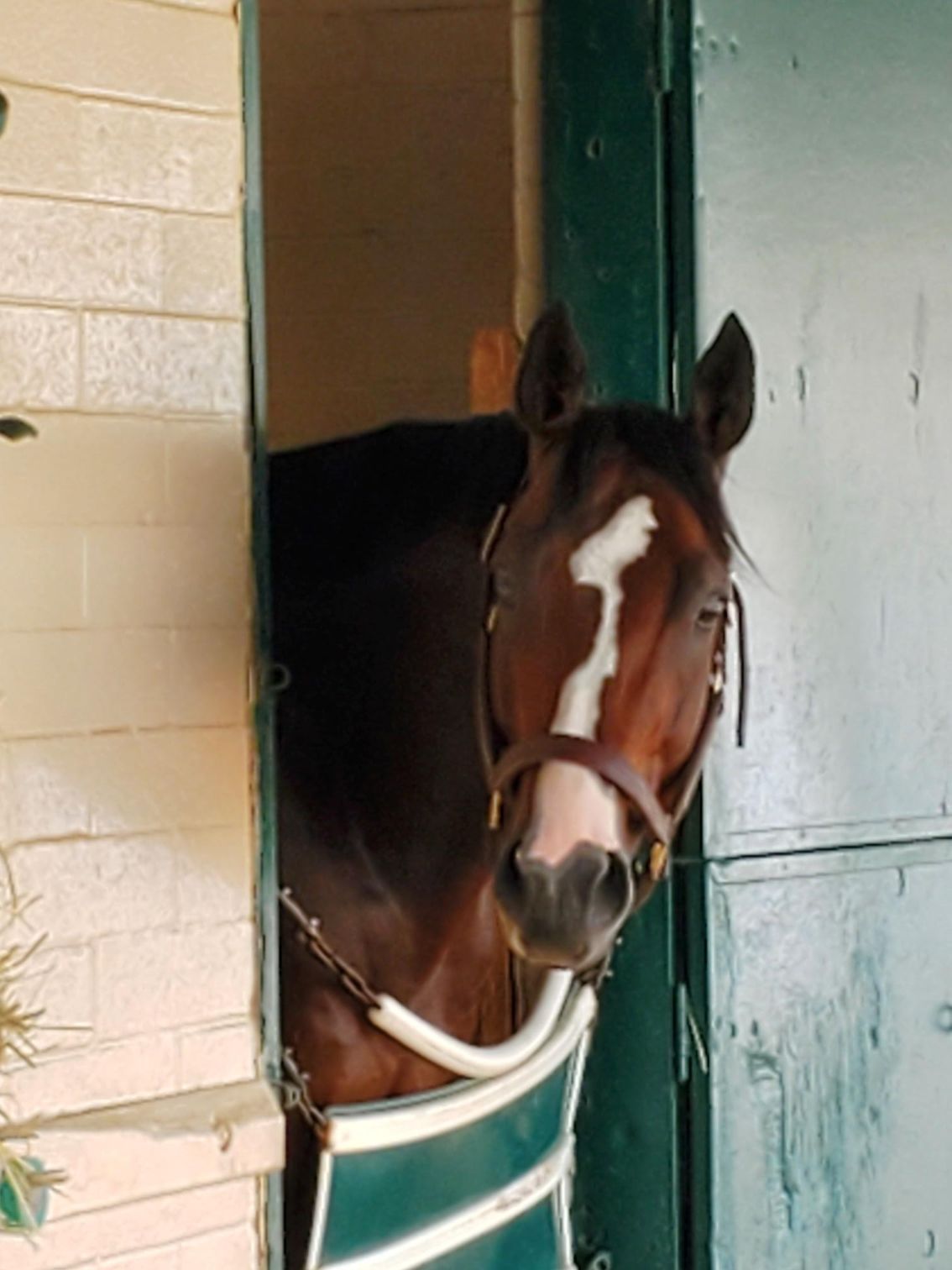 A brown horse is sticking its head out of a stable door