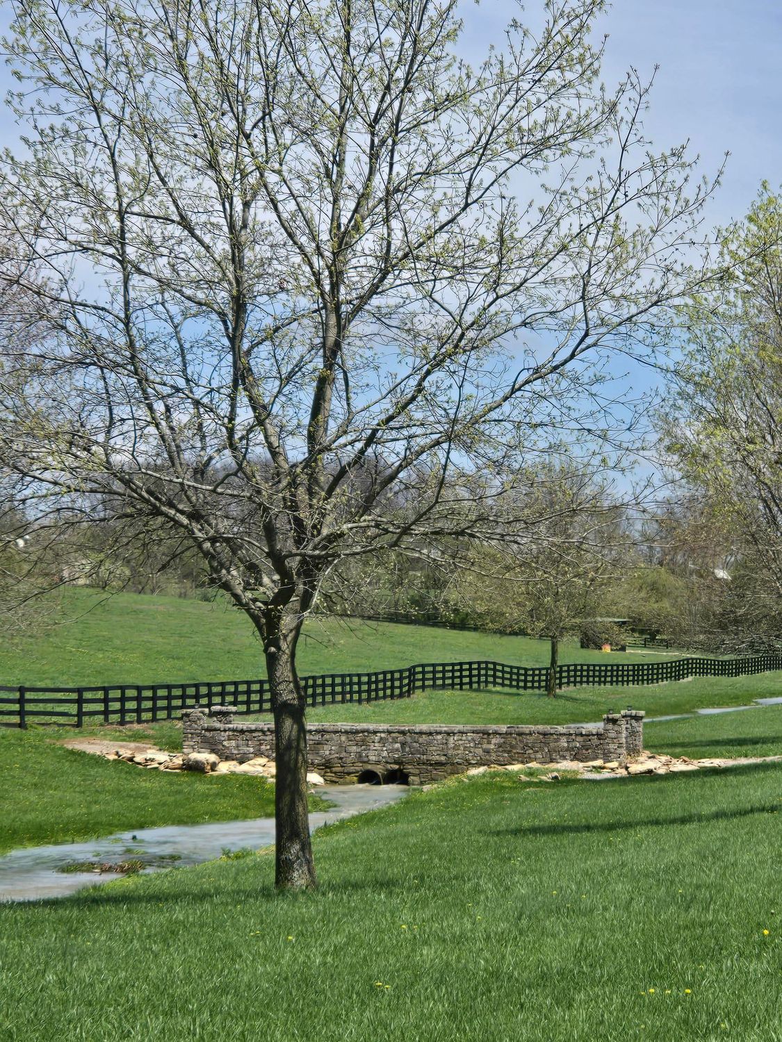 A tree in the middle of a grassy field with a fence in the background