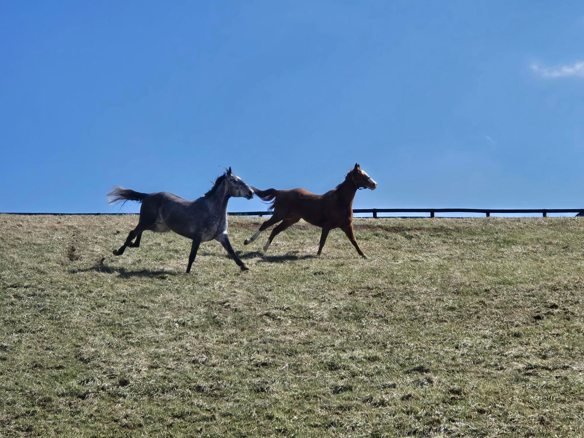 Two horses are running in a grassy field.