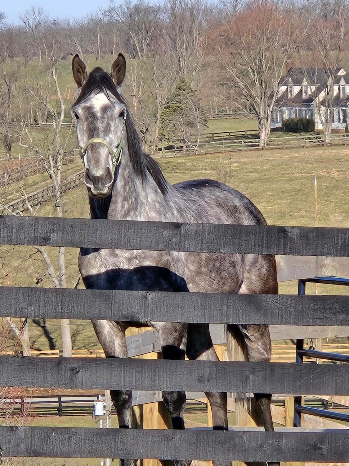 A horse standing behind a wooden fence in a field