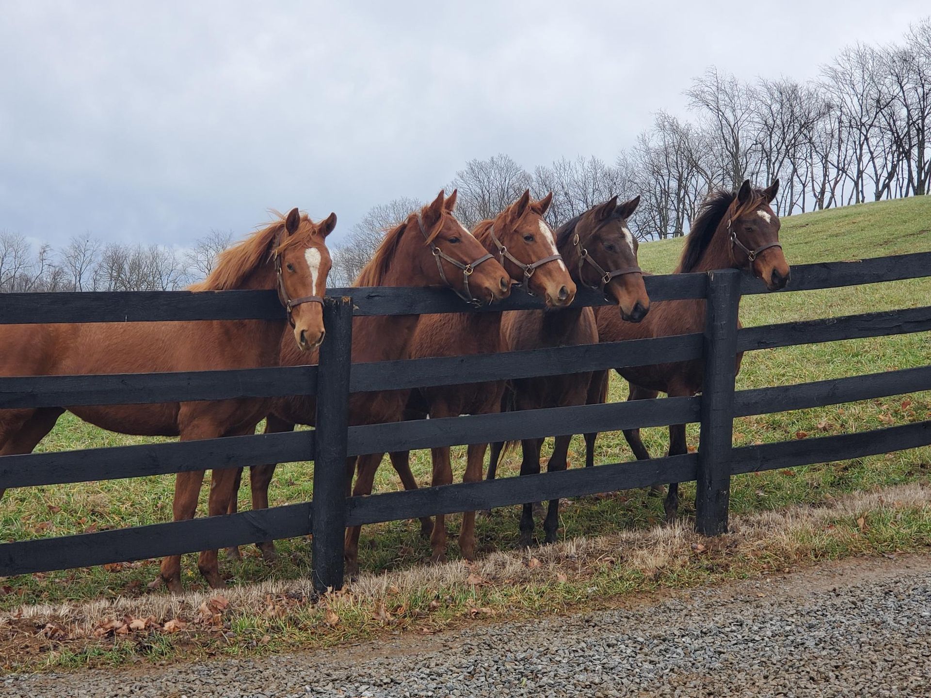 A group of horses standing behind a black fence