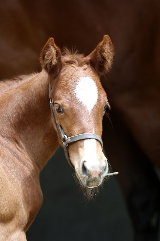 A brown horse with a white spot on its forehead