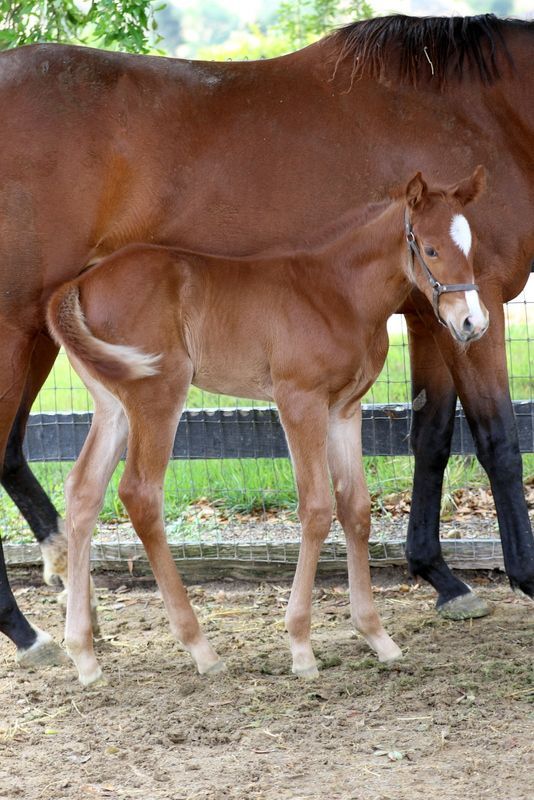 A brown horse and a brown foal are standing next to each other