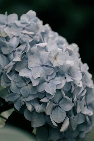 A close up of a bunch of blue and white flowers