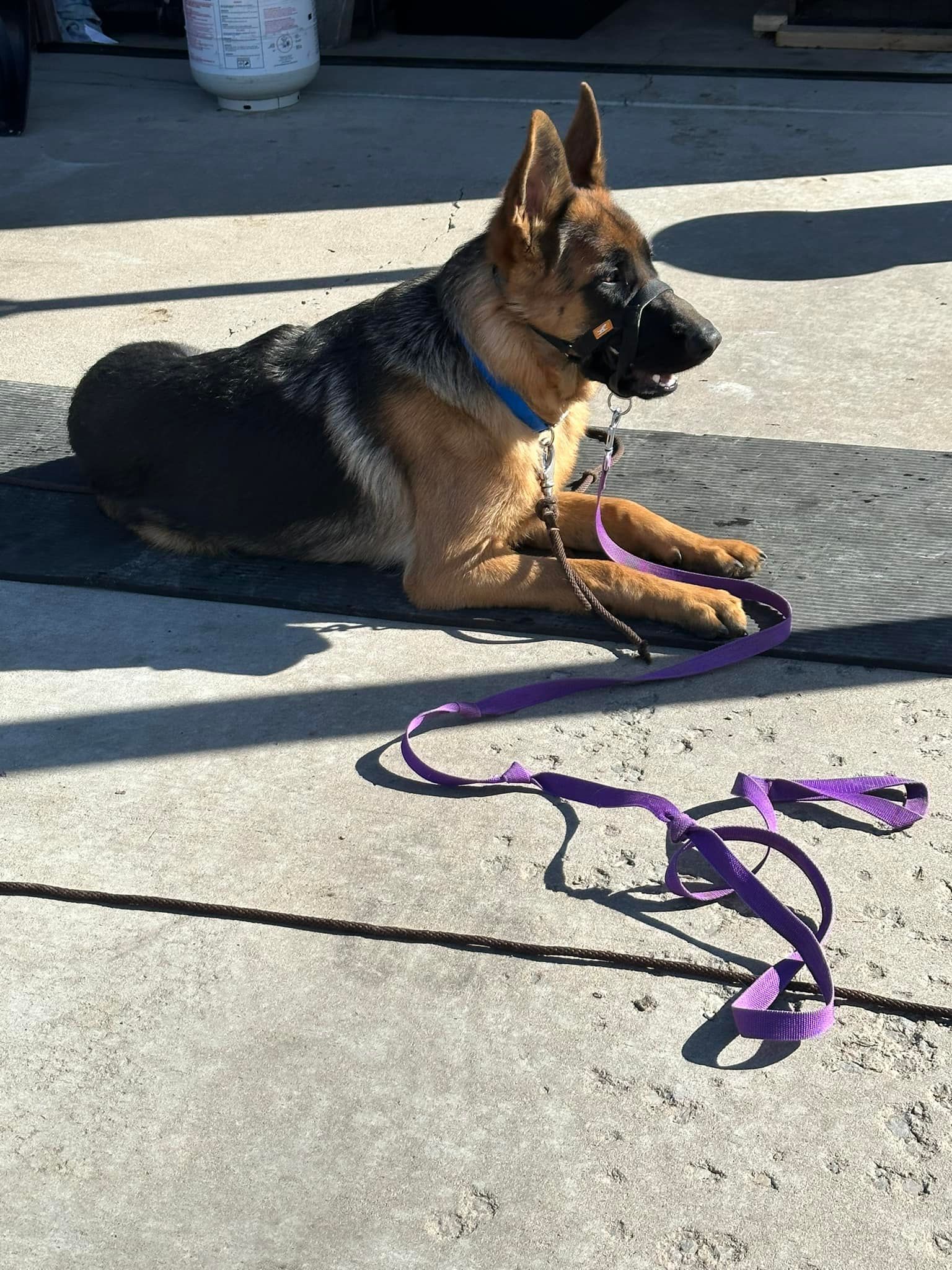 German Shepherd dog resting on a mat, wearing a muzzle and a blue collar, with a purple leash lying in front of it.