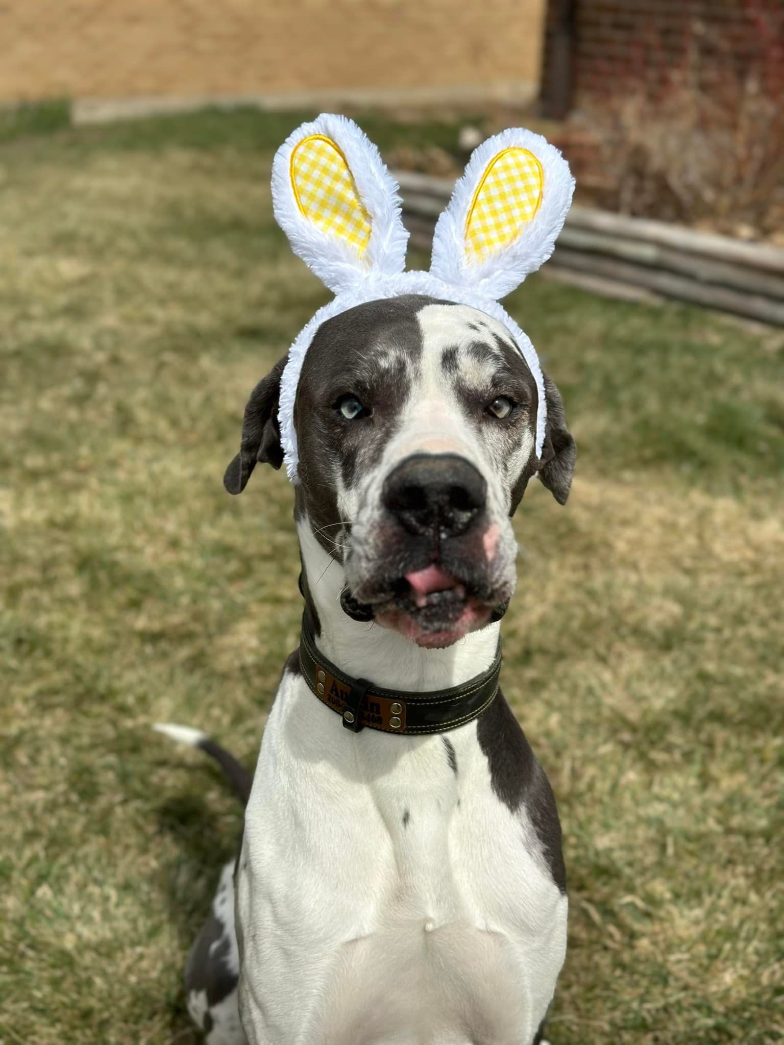 Great Dane wearing bunny ears outdoors, tongue sticking out.