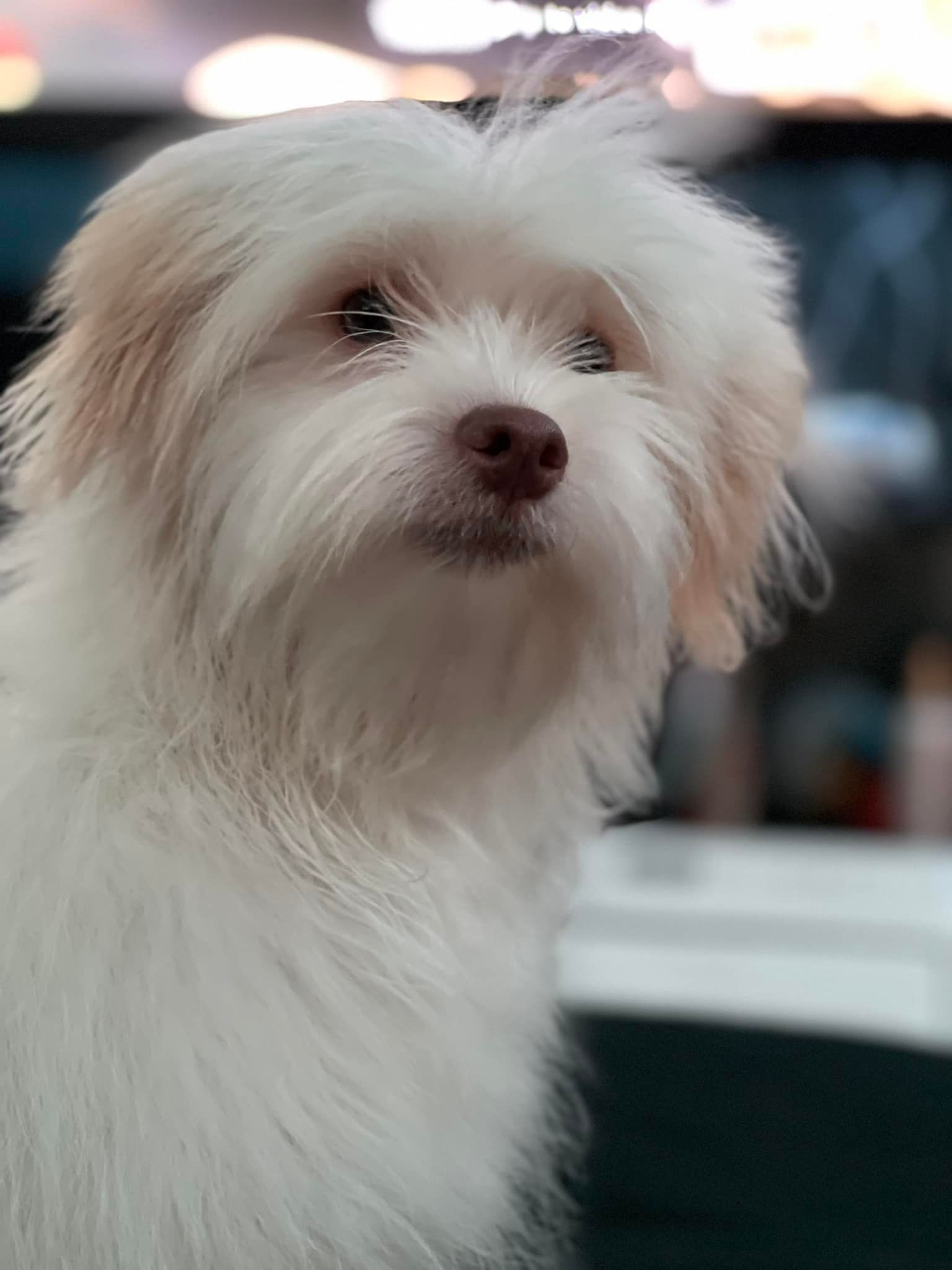 White fluffy dog with brown nose and ears, looking slightly to the side.