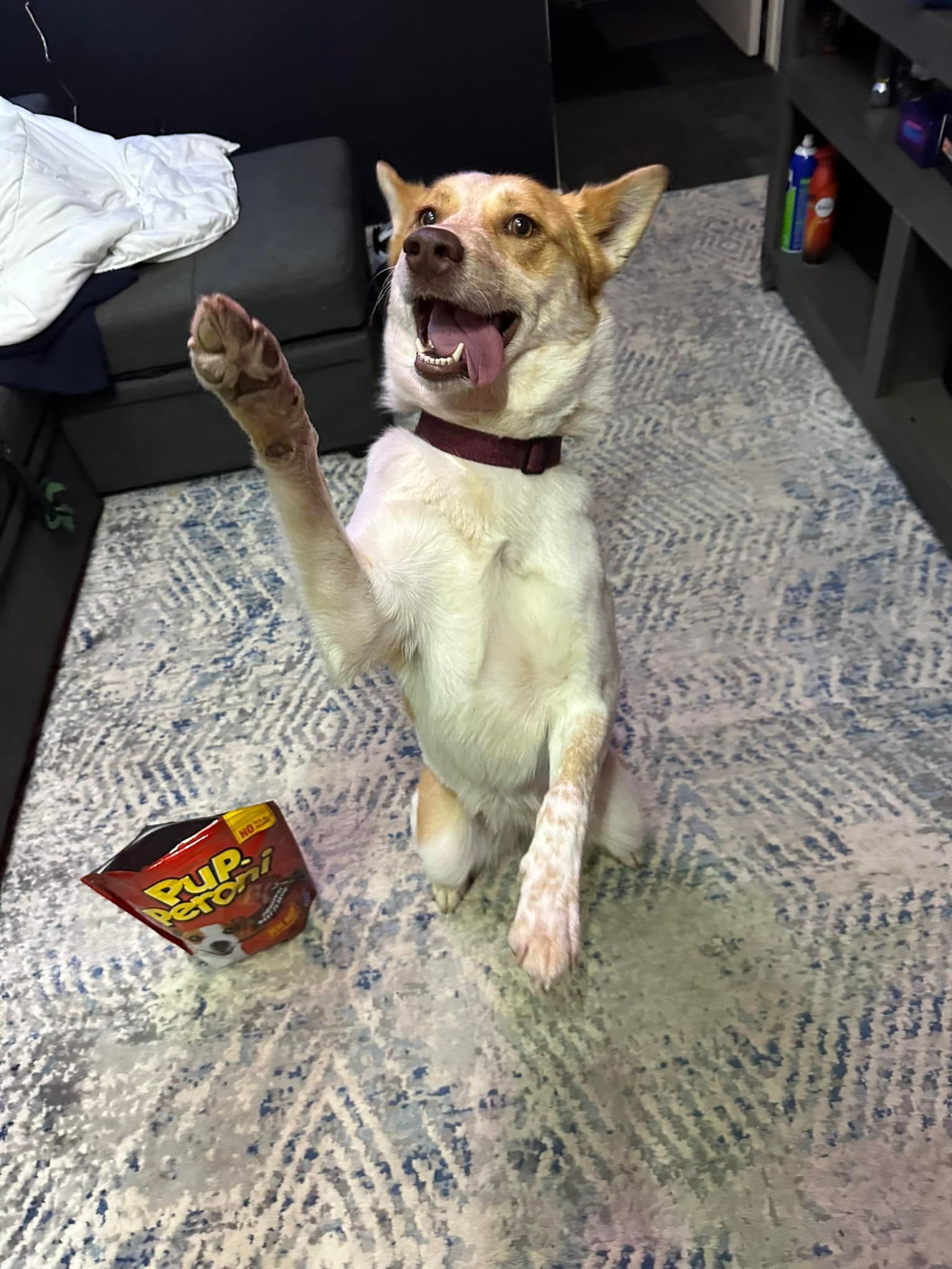 Dog sitting with paw raised, mouth open, next to a bag of chips on a patterned rug.