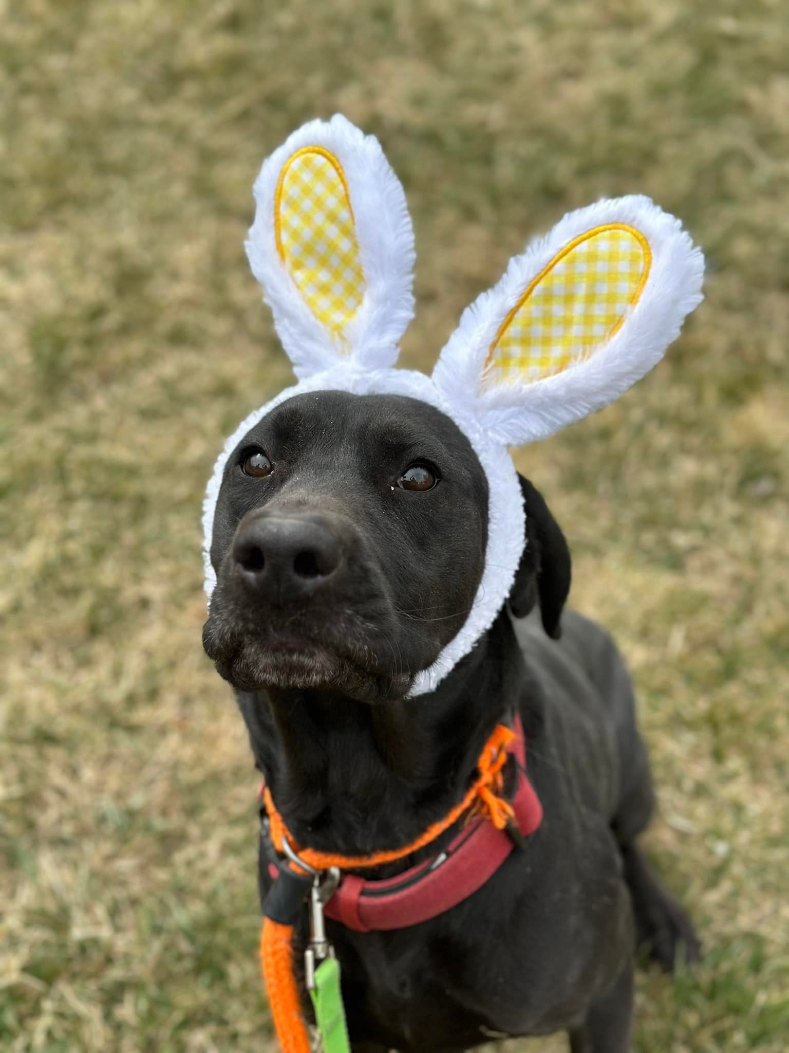 Black dog wearing white bunny ears and a red collar, looking upwards.