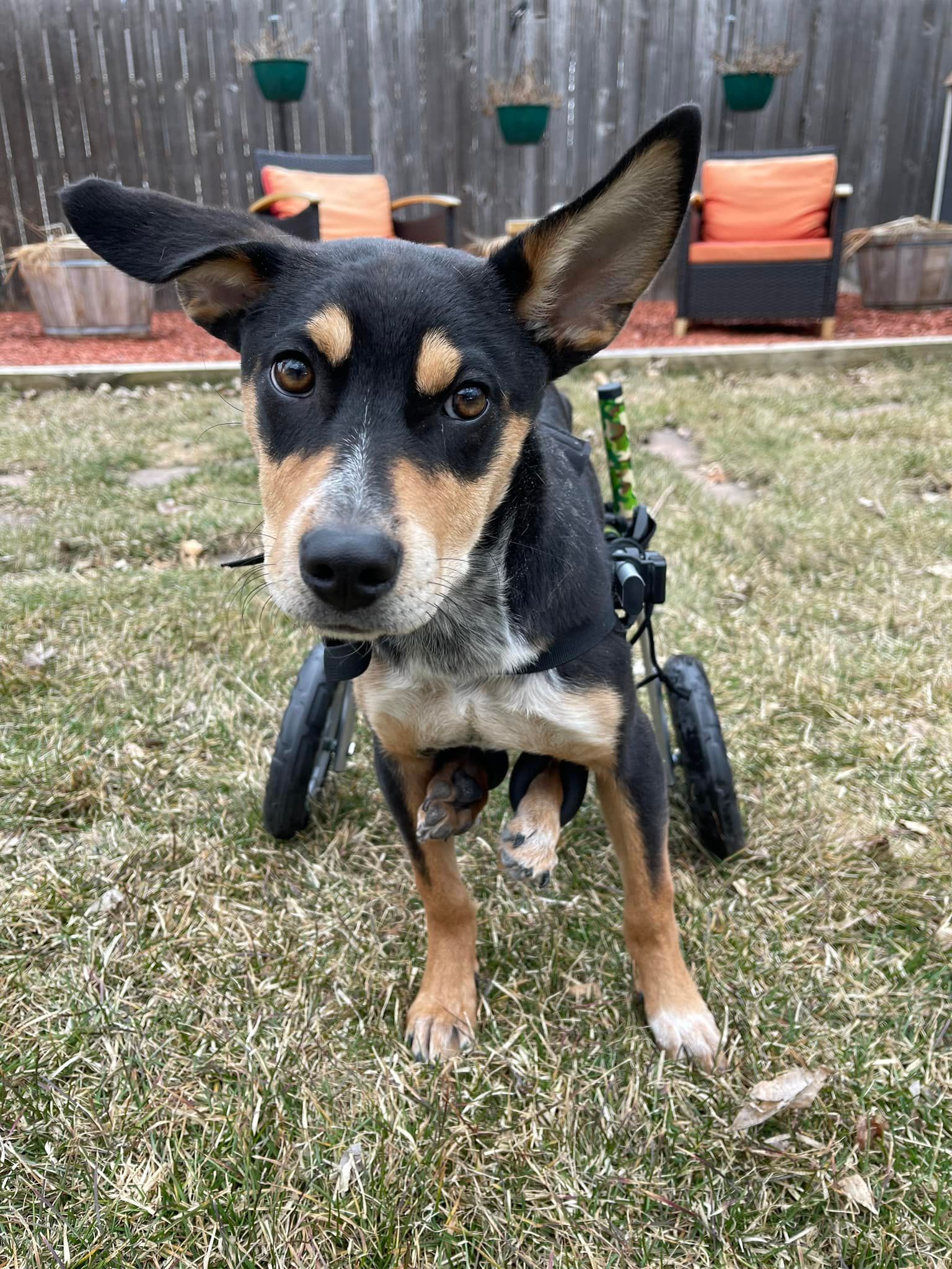 Dog in a wheelchair, black and tan coat, in a backyard.