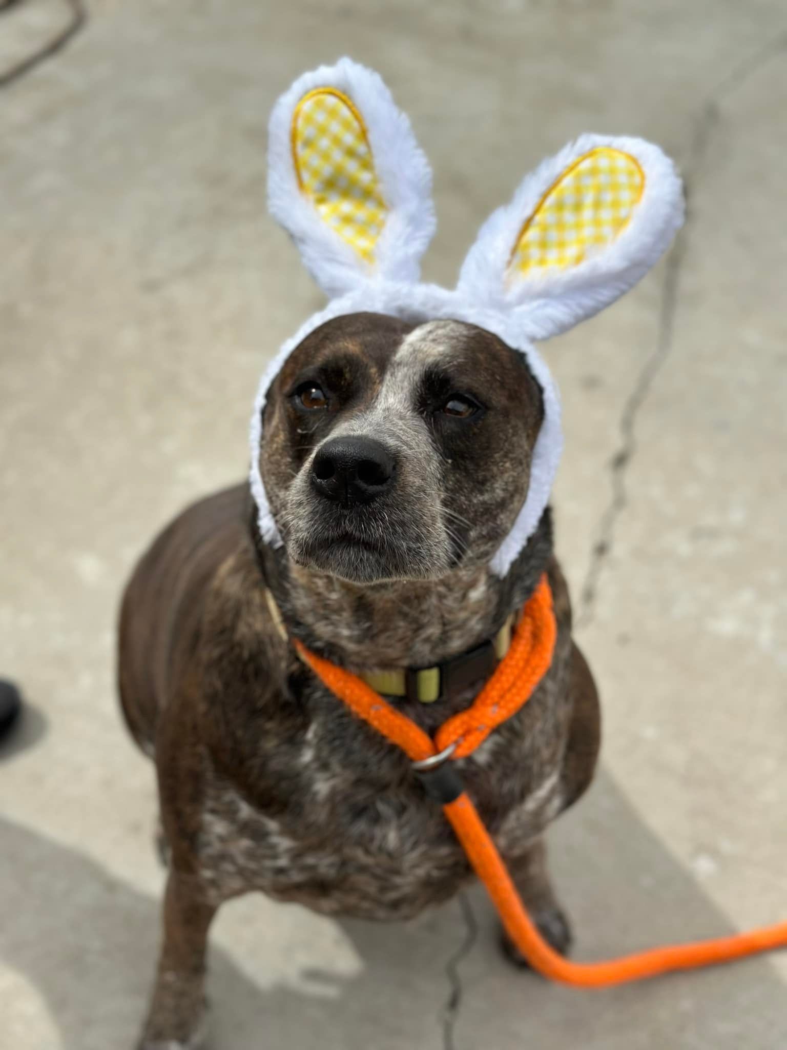 Dog wearing bunny ears, orange leash, sitting, looking at the camera.