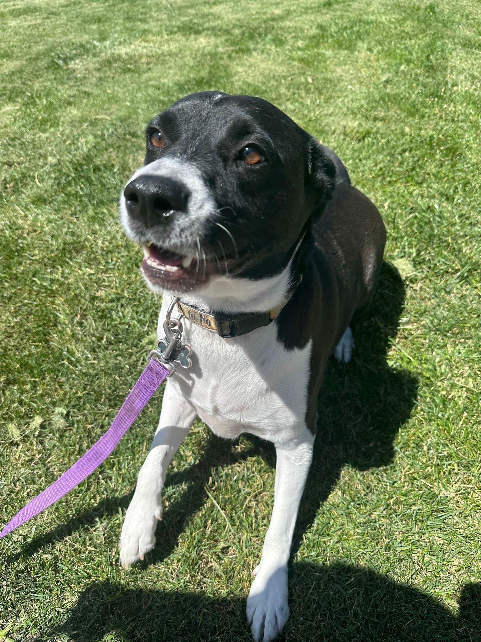 Black and white dog on a leash sitting in grass, looking upwards with an open mouth.
