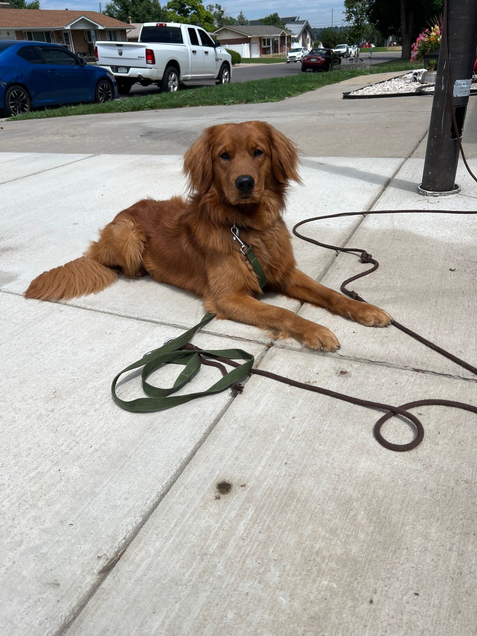 Golden Retriever laying on a sidewalk with a green leash, near a street with cars and buildings.
