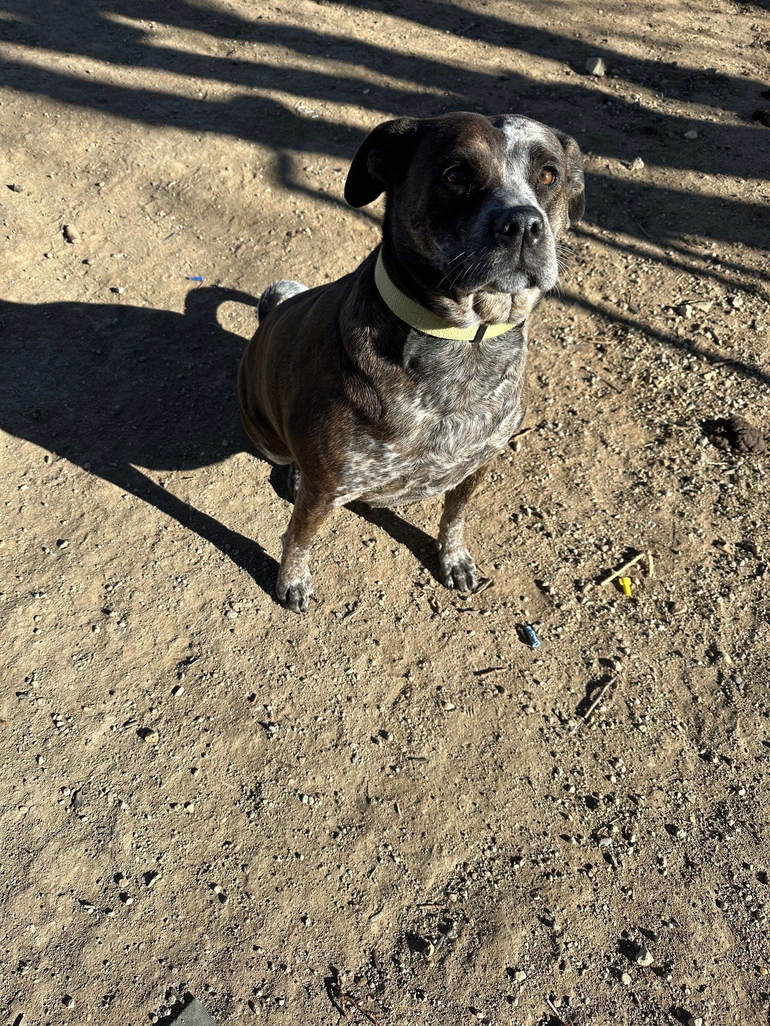 Dog with spotted brown and white fur wearing a yellow collar sits on dirt ground in sunlight.
