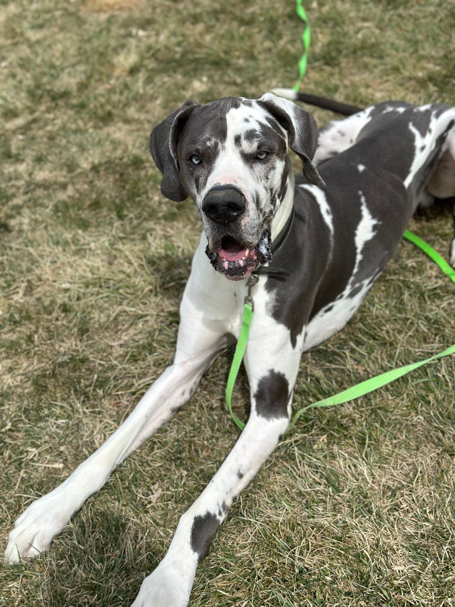 A Harlequin Great Dane lies on grass, looking forward with open mouth. Black and white markings, green leash.
