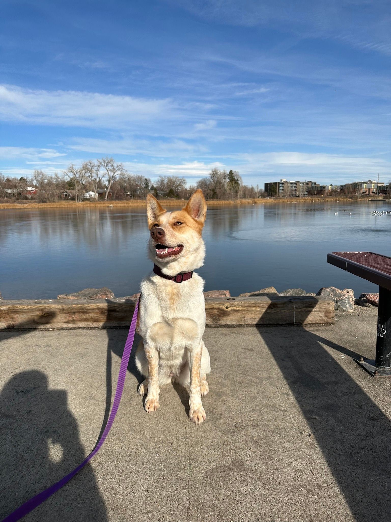 Dog sits by a lake, smiling. Light brown and white fur, purple leash and collar, blue sky.