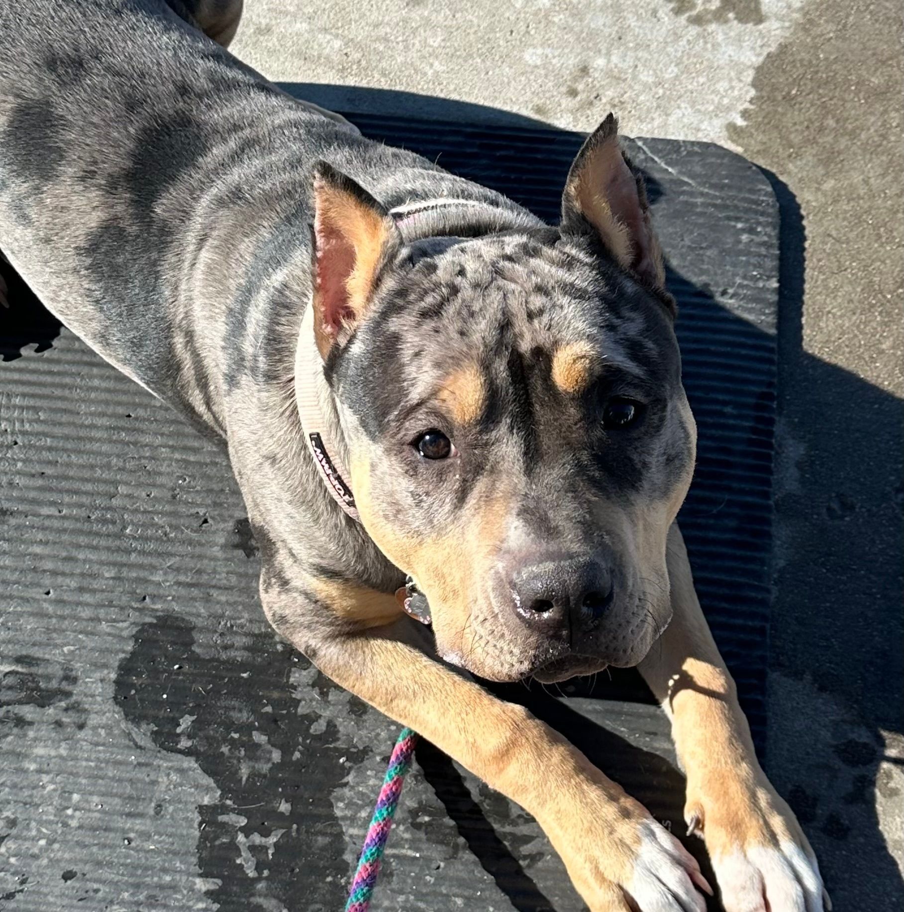 Dog with spotted black, grey, and tan fur, wearing a collar, lying on a black mat, looking at the camera.