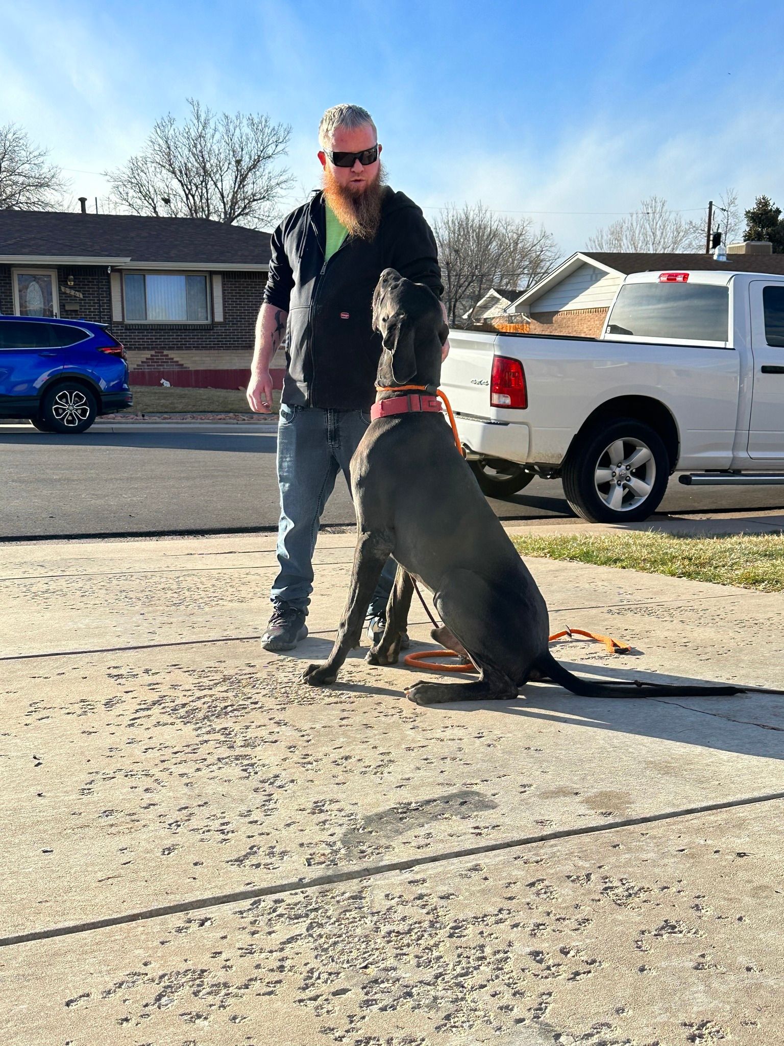 Man with beard trains a large gray dog on a driveway. Car and truck in the background. Sunny day.