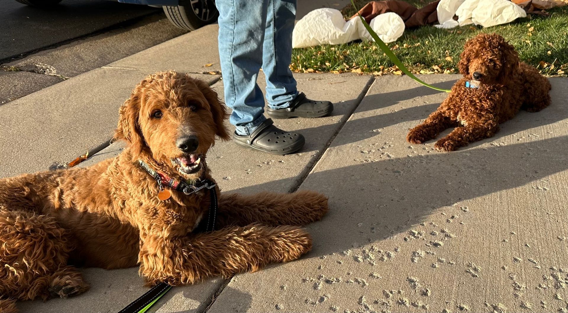 Two curly-haired dogs lie on a sidewalk, near a person's legs. One dog has a leash.