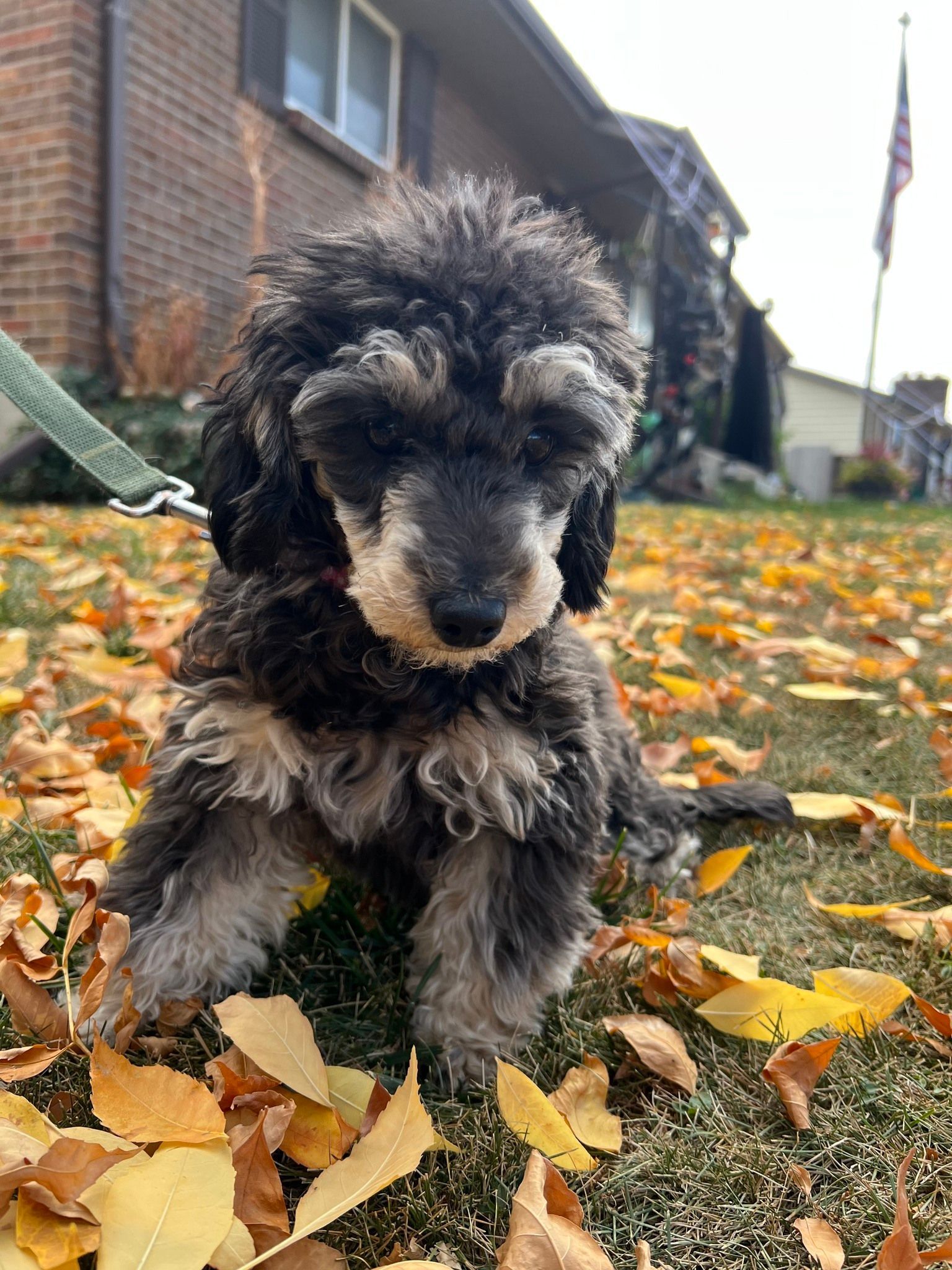 Black and gray poodle puppy sitting in autumn leaves on grass with a leash.