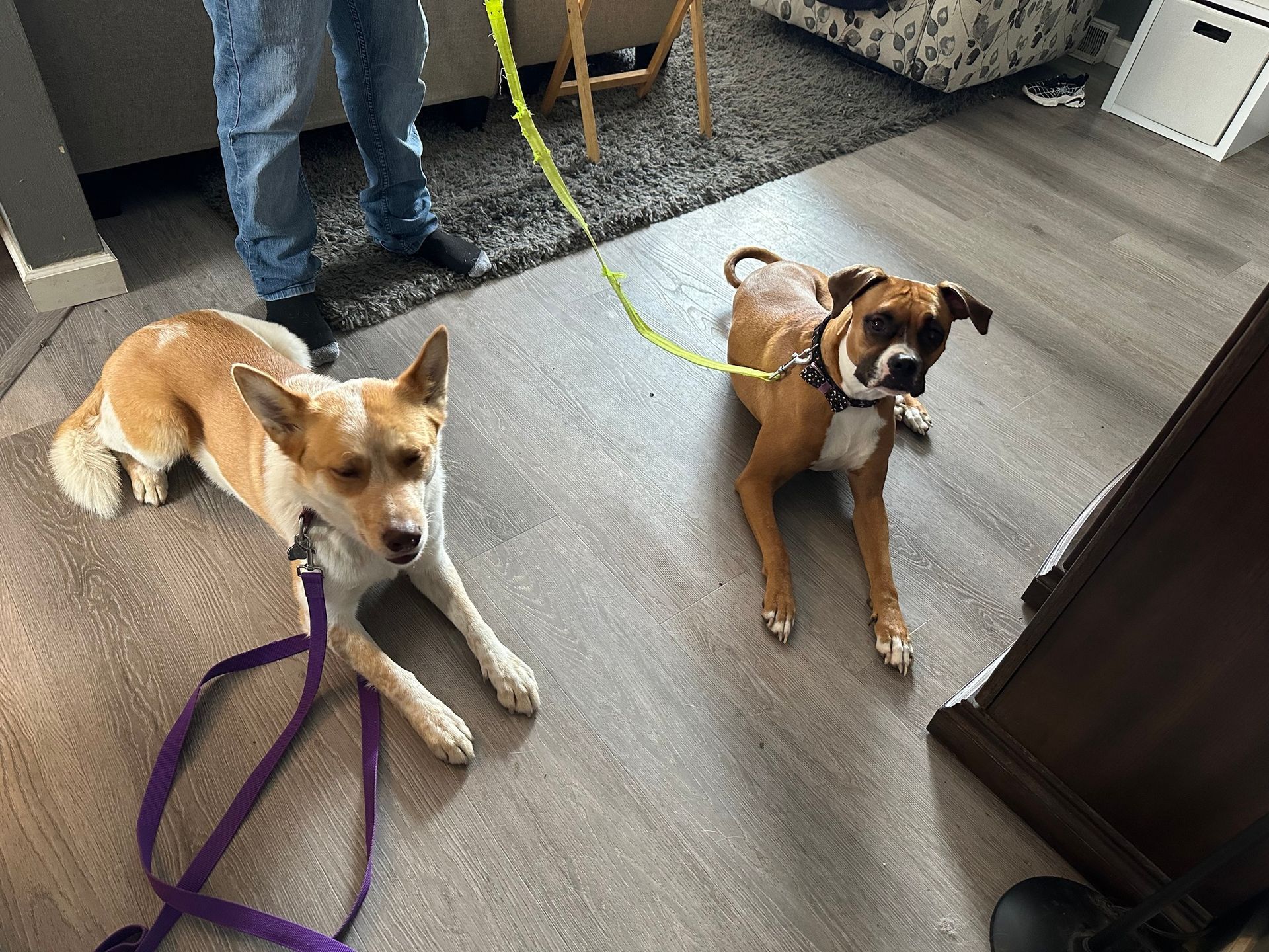 Two dogs on leashes indoors, one tan and white, one brown. A person stands nearby.