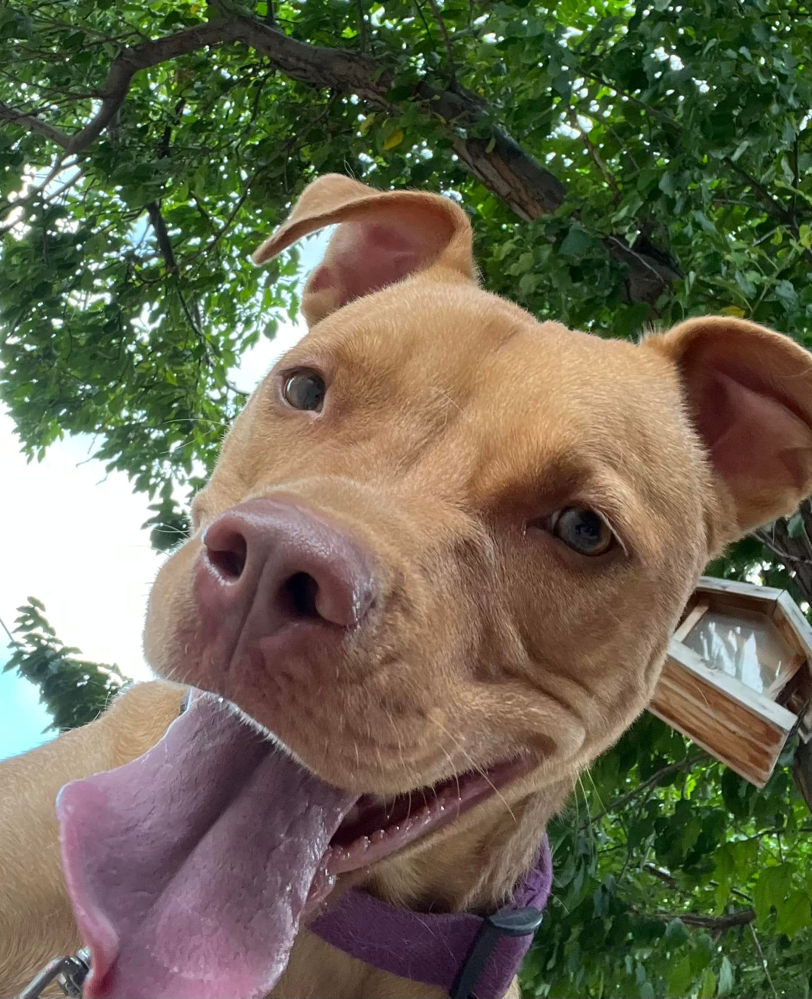 Smiling tan dog with pink tongue, looking up, wearing a purple collar, under green tree.