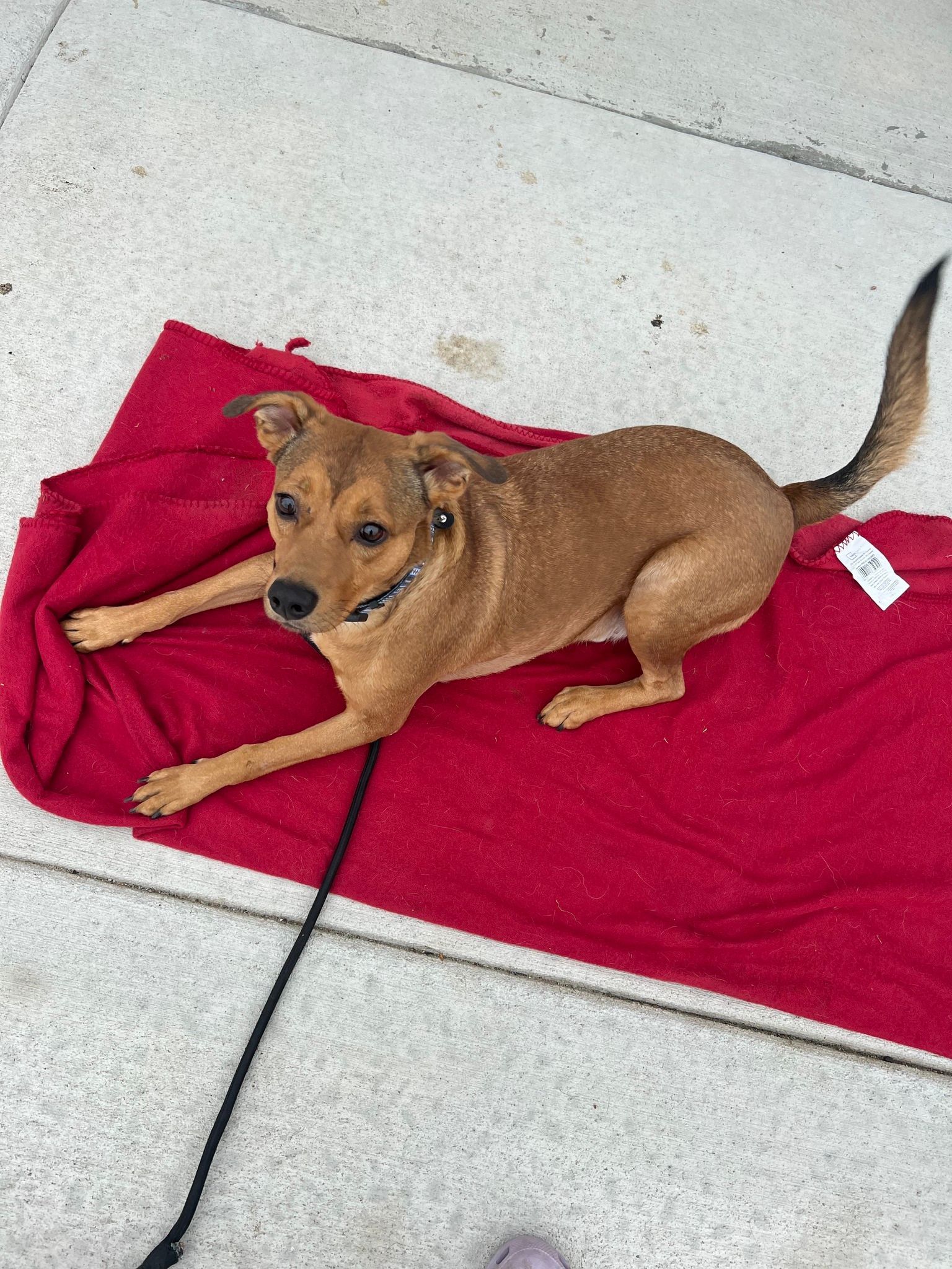 Brown dog laying on a red towel with leash, on concrete.