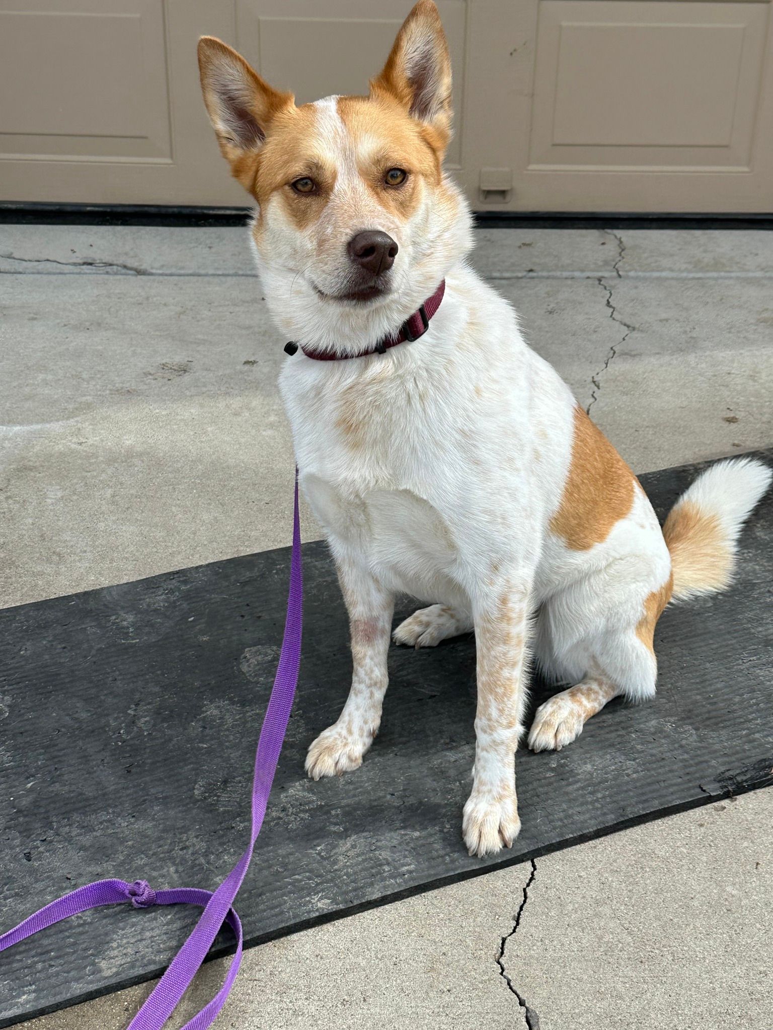 White and orange spotted dog with a purple leash sits on a black mat in front of a garage door.
