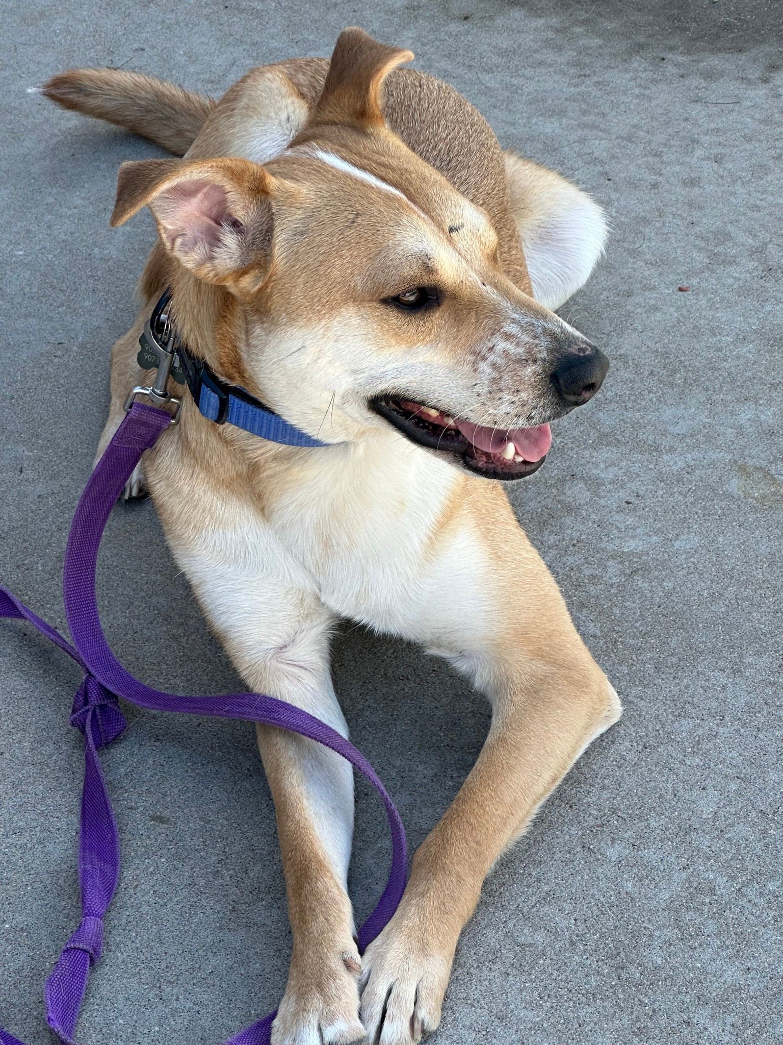 Tan and white dog wearing a blue collar and purple leash, lying on a concrete surface.