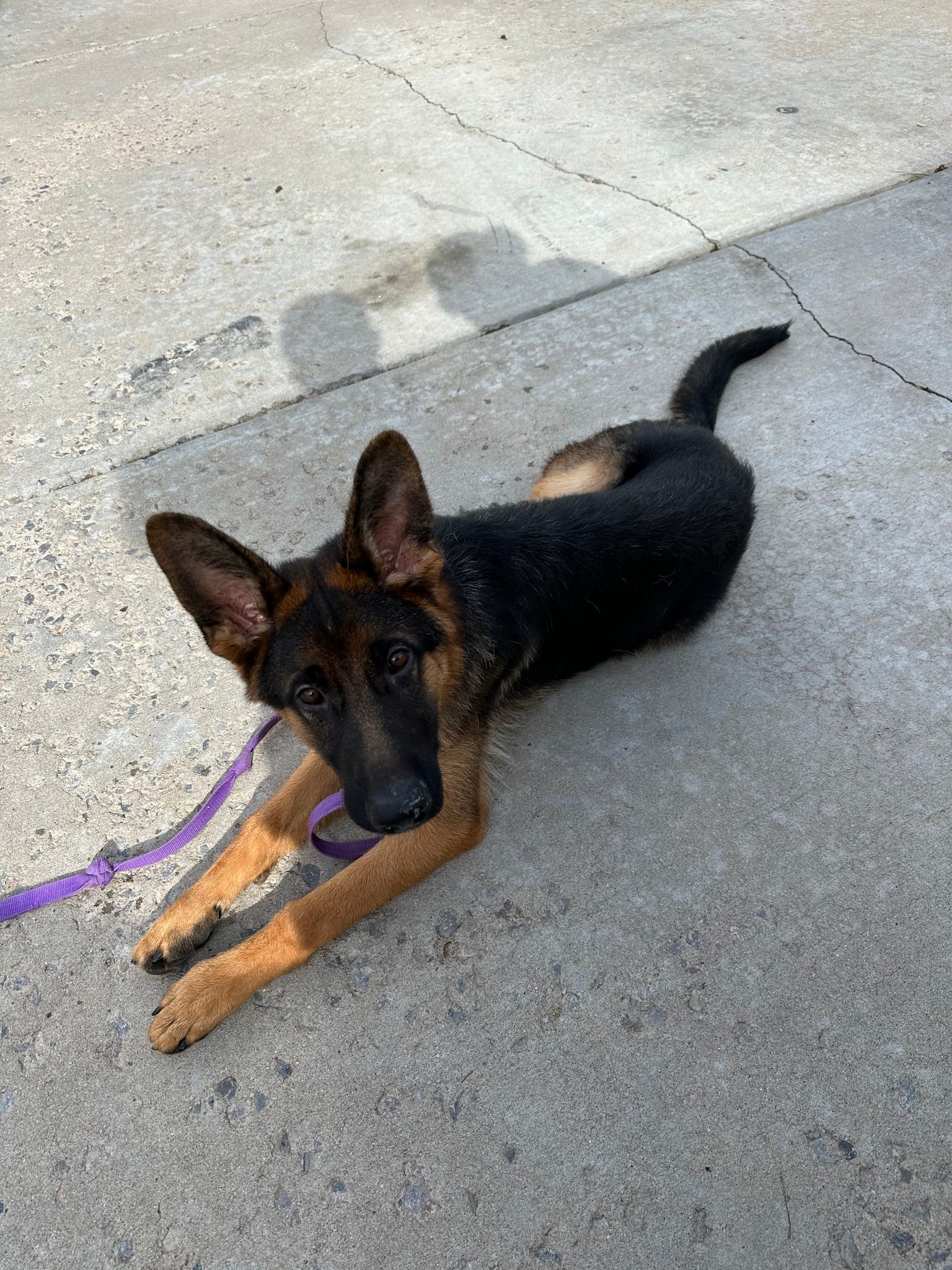 German Shepherd puppy lying down on concrete, looking up with perked ears.