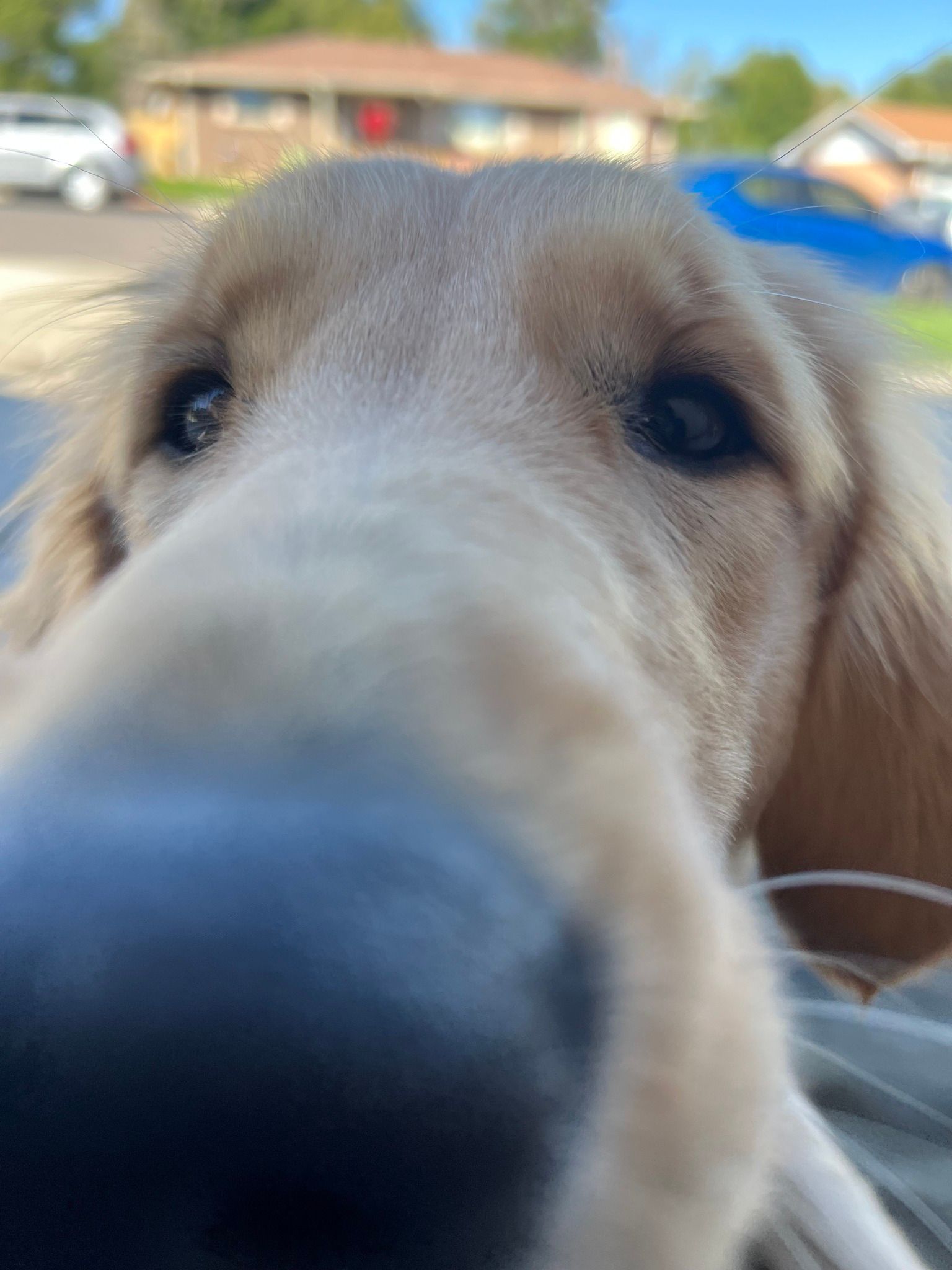 Close-up of a golden retriever dog looking directly at the camera with a blurred background of houses.
