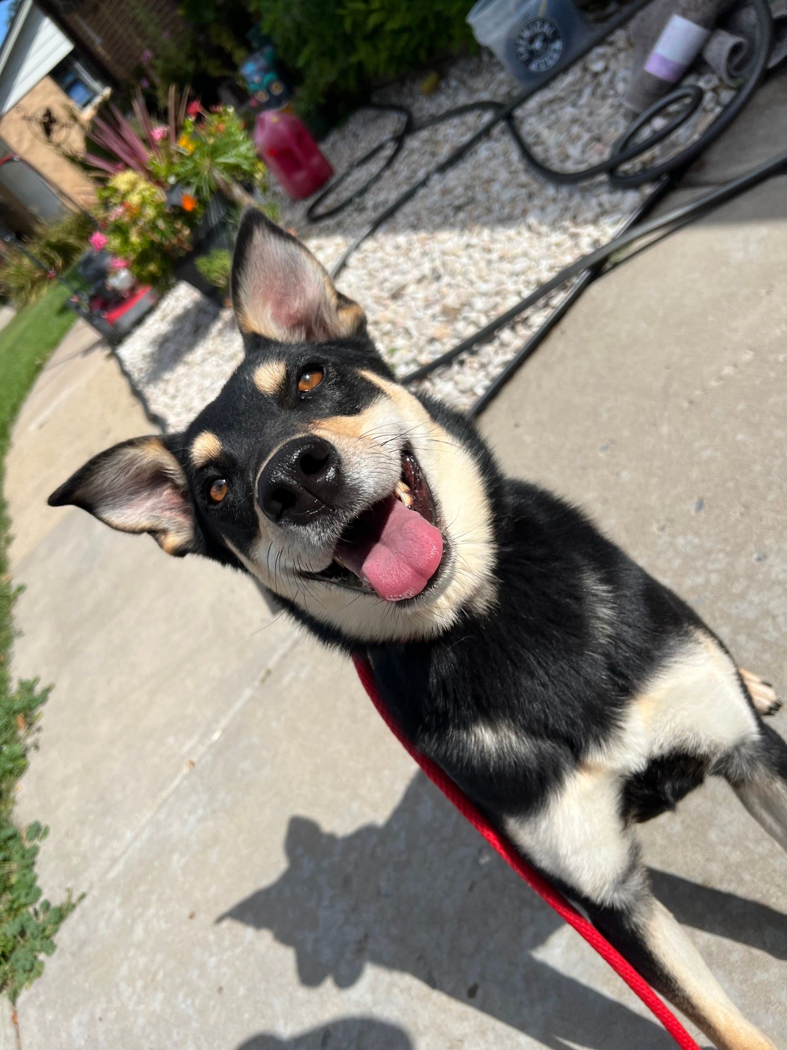 Happy black and tan dog with pink tongue, on a leash, smiling. Outdoor setting.